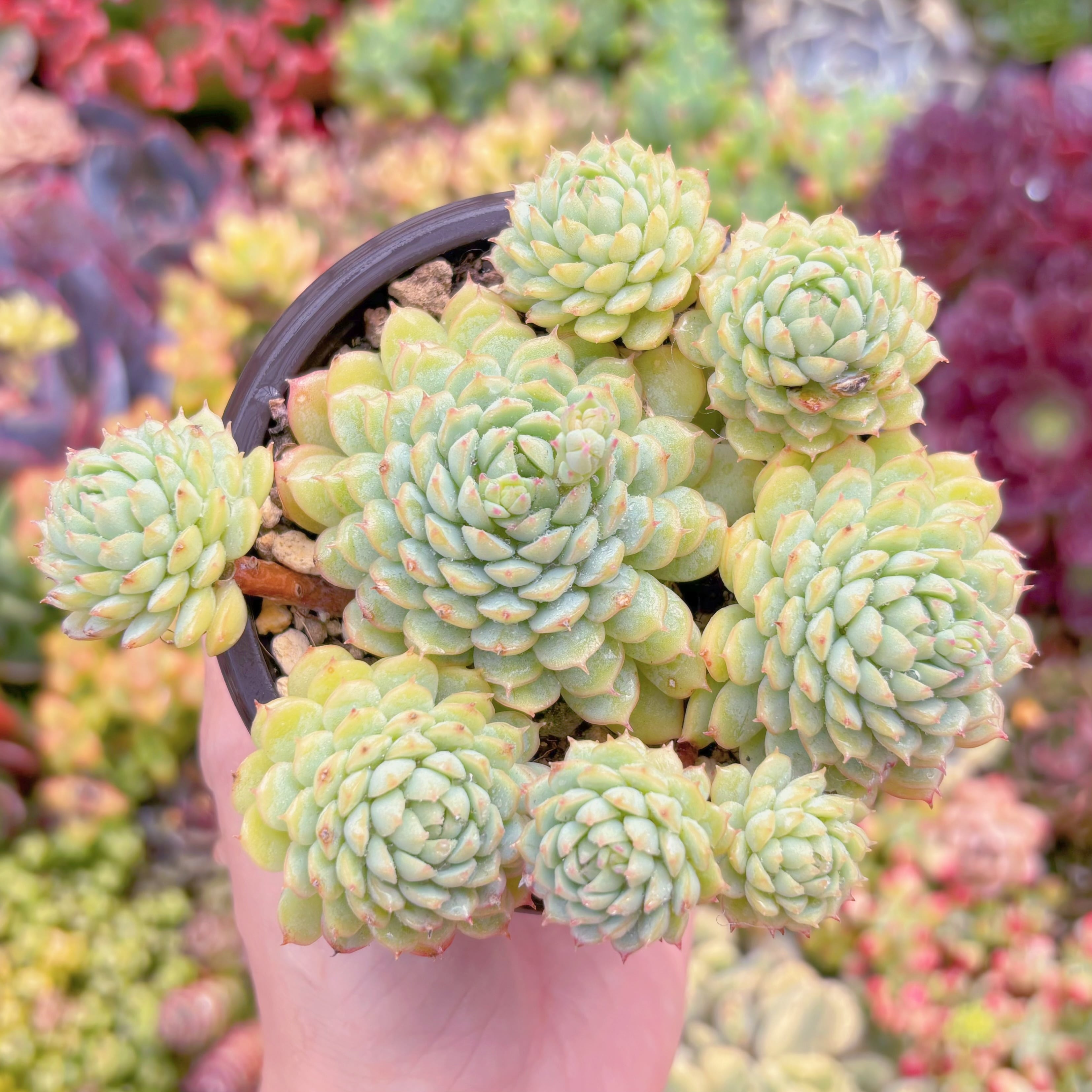 現品　グロブローサx静夜#K101　群生　るる農園