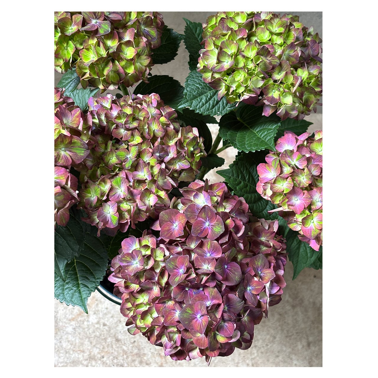 Hydrangea macrophylla 'Magical chocolate' | Seeding