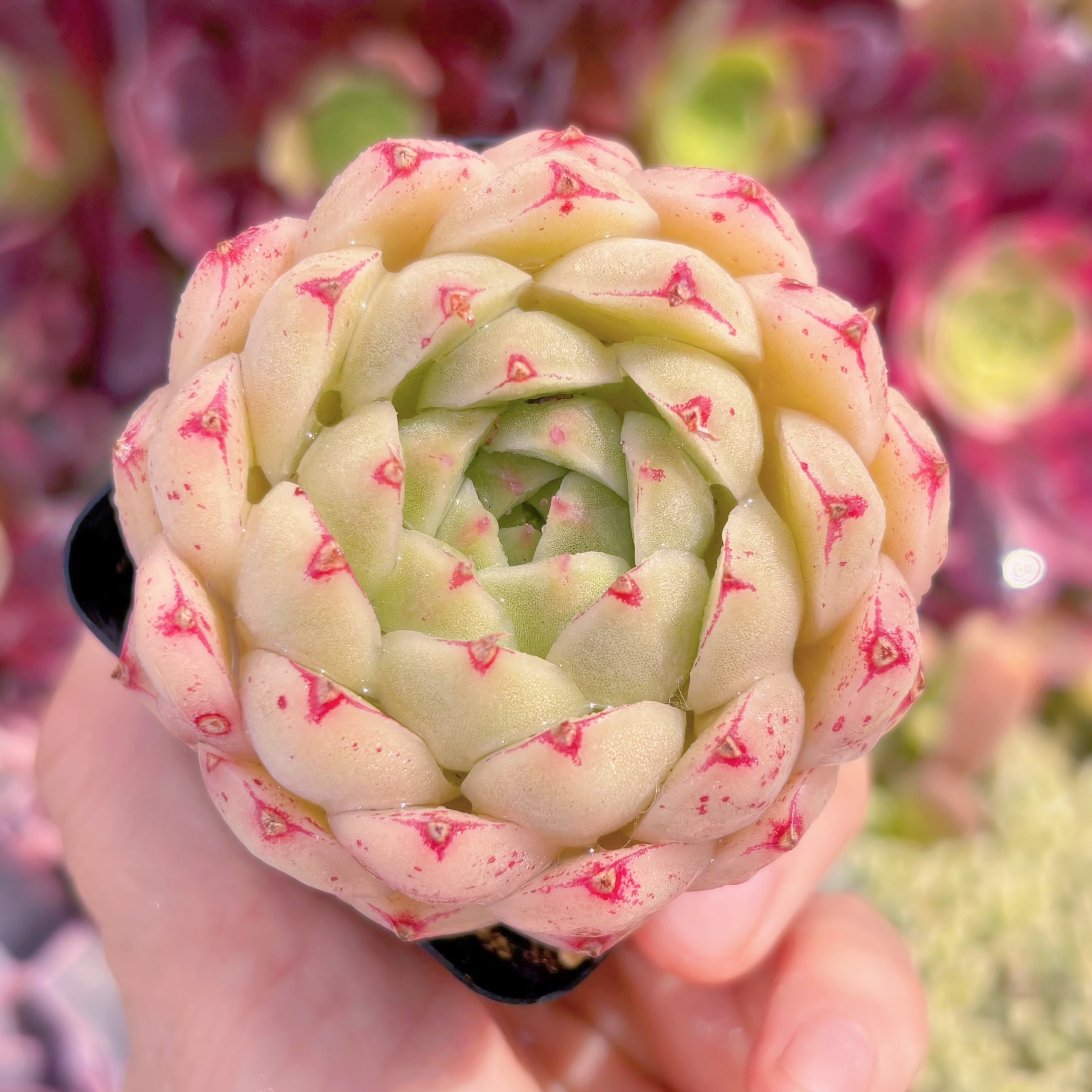 現品　楓の葉#B39　るる農園