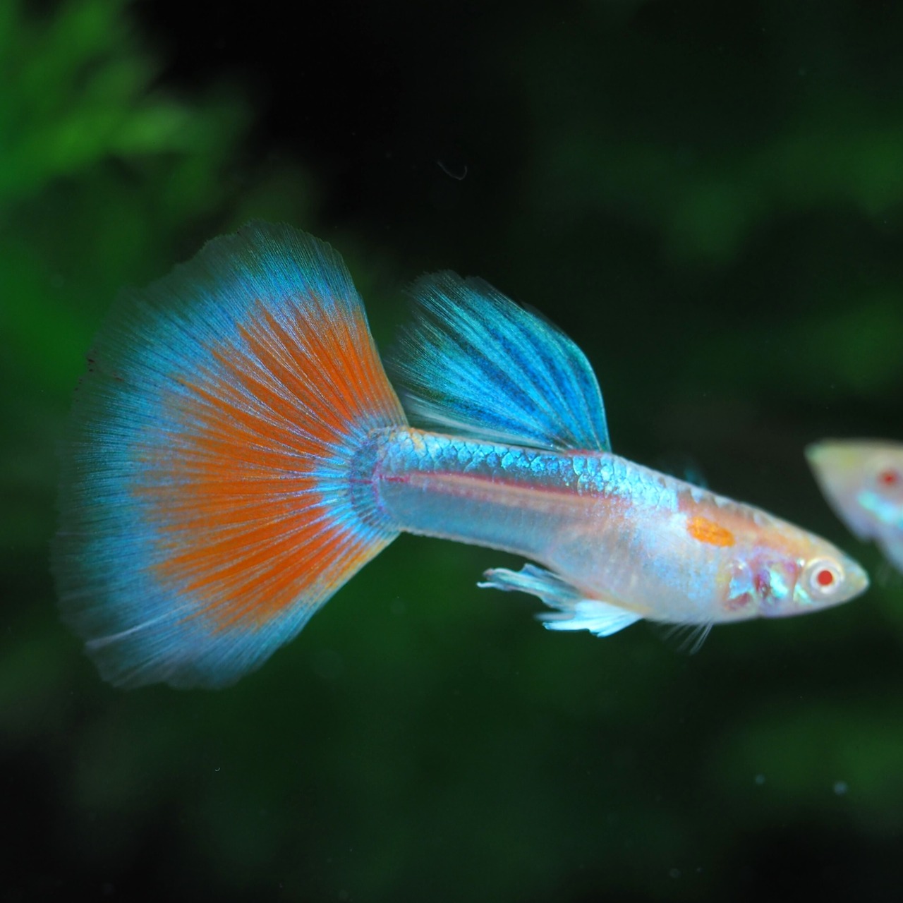 【セール】RREAアクアマリンレッドテールタキシード　若魚3ペア