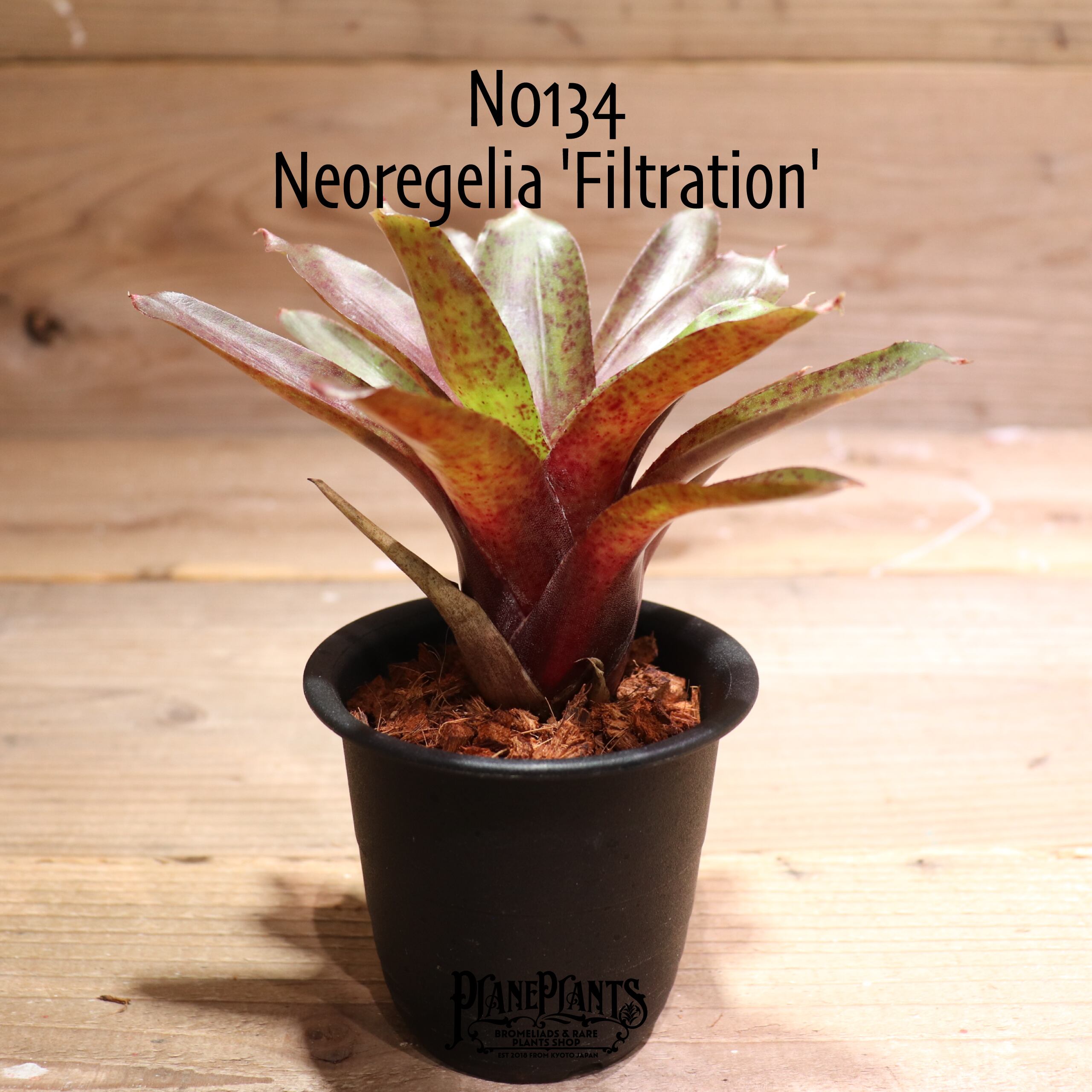 【送料無料】Neoregelia 'Filtration'〔ネオレゲリア〕現品発送N0134-1