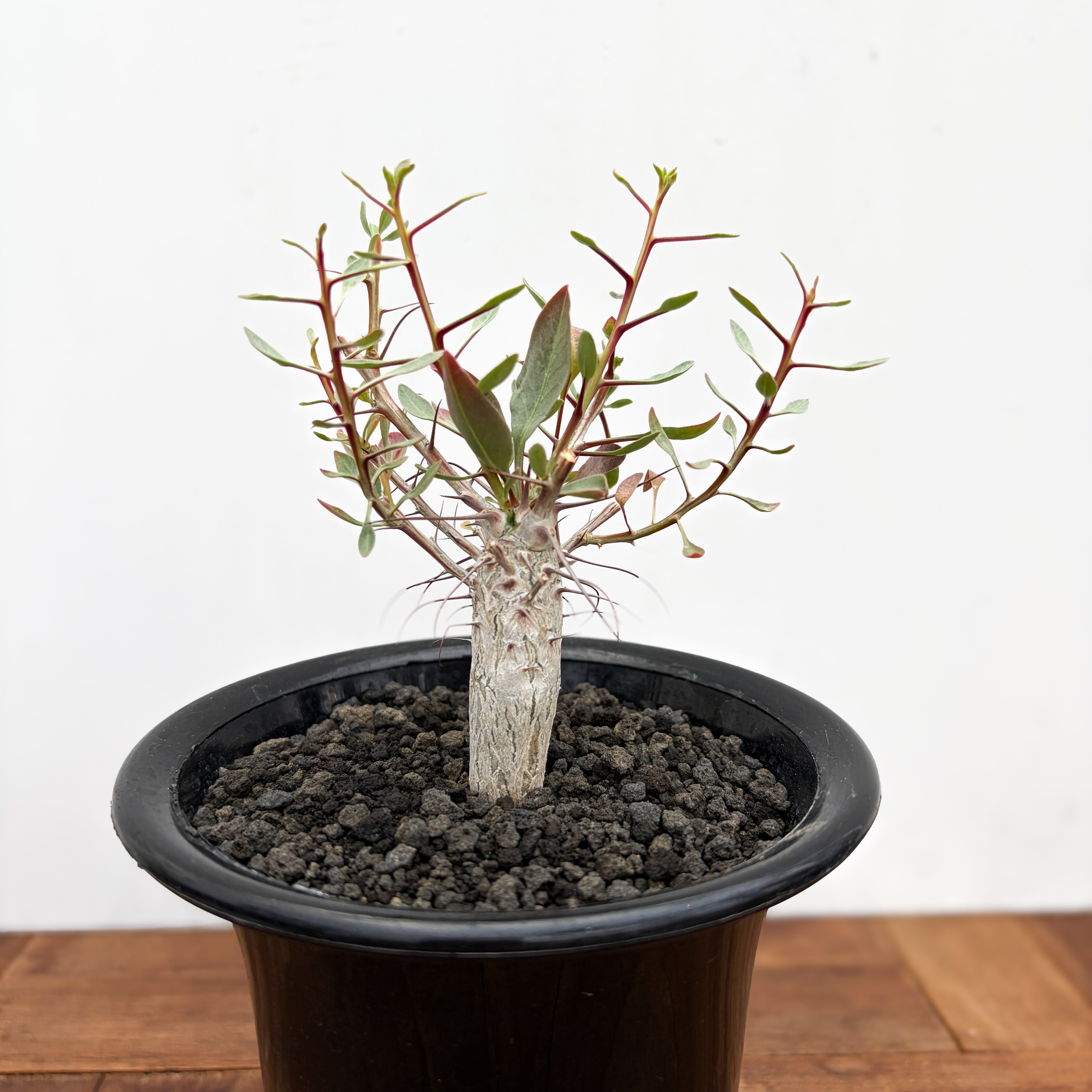 美株　フォークイエリア コルムナリス 観峰玉 Fouquieria columnaris【フォークイエリア・コルムナリス・観峰玉