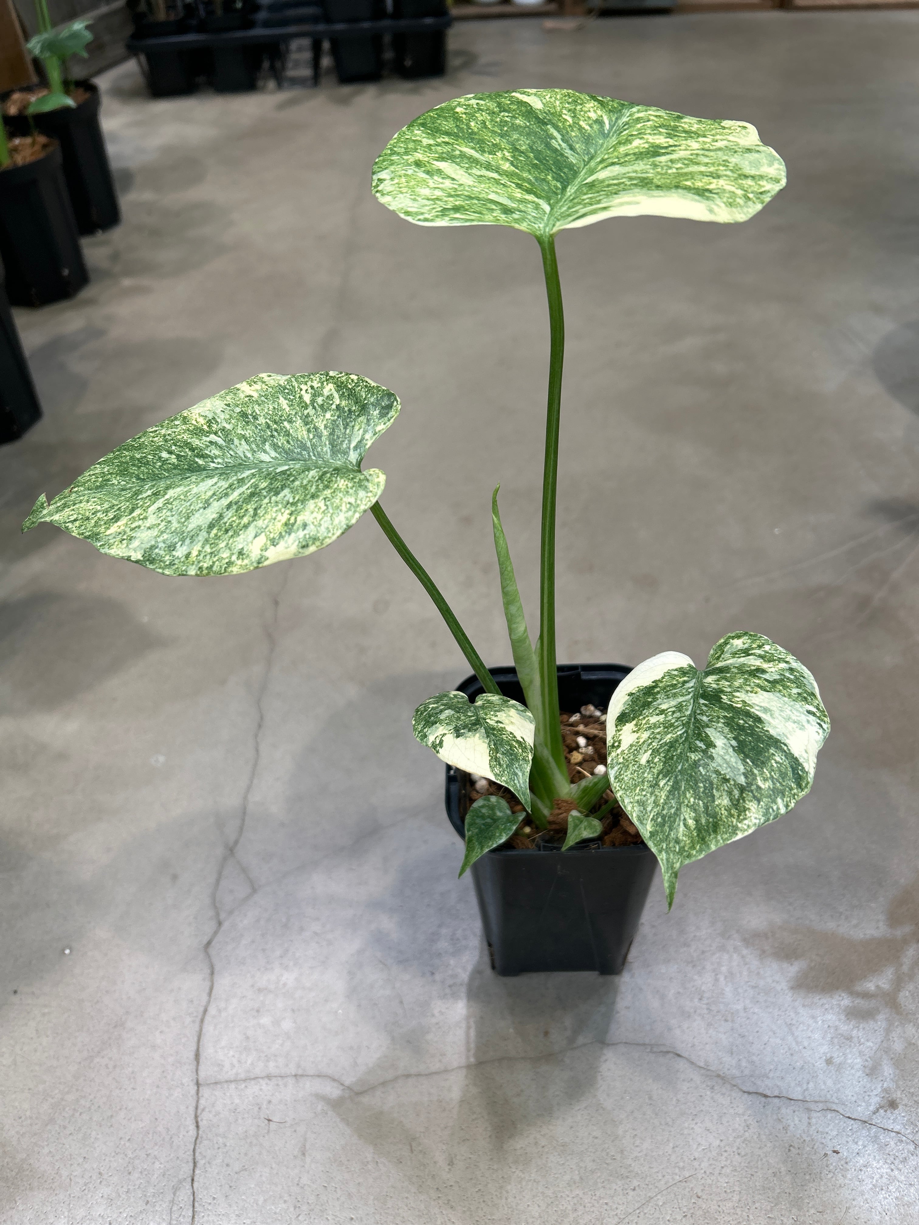 リプサリス ホルビアーナ | MIDORIYA 観葉植物専門店
