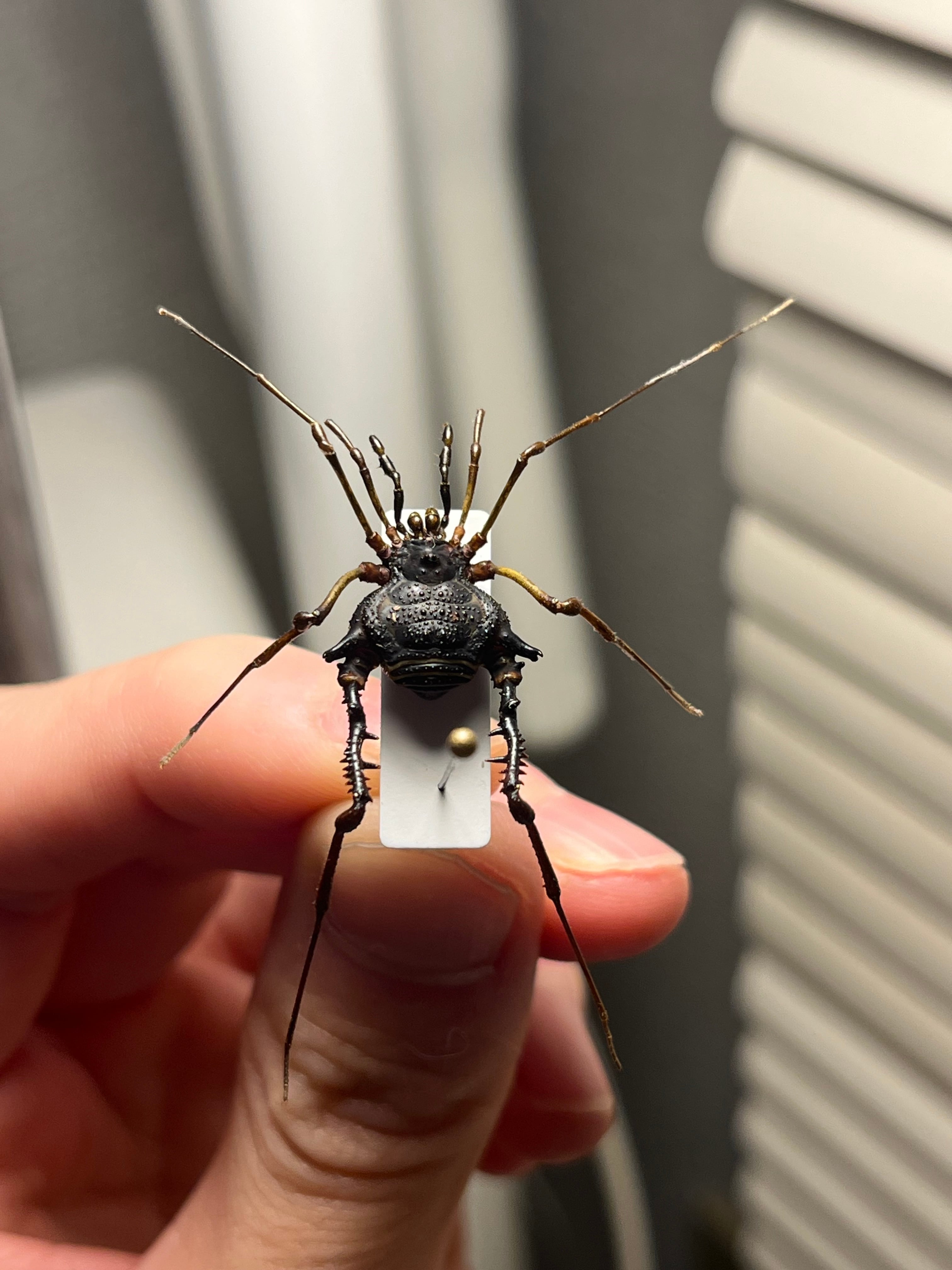 スネブトザトウムシ ネッタイザトウムシ ネッタイアカザトウムシ ナン