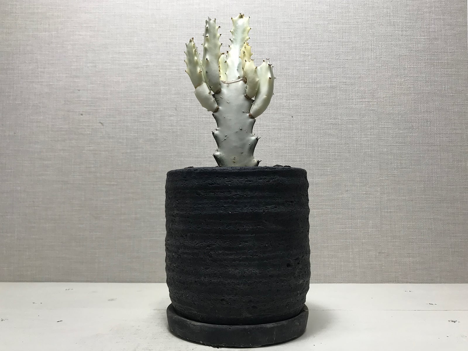 ユーフォルビア ホワイトゴースト