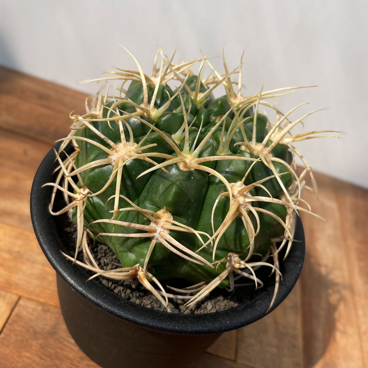 Gymnocalycium vatteri【ギムノカリキウム・強棘バッテリー・実生】
