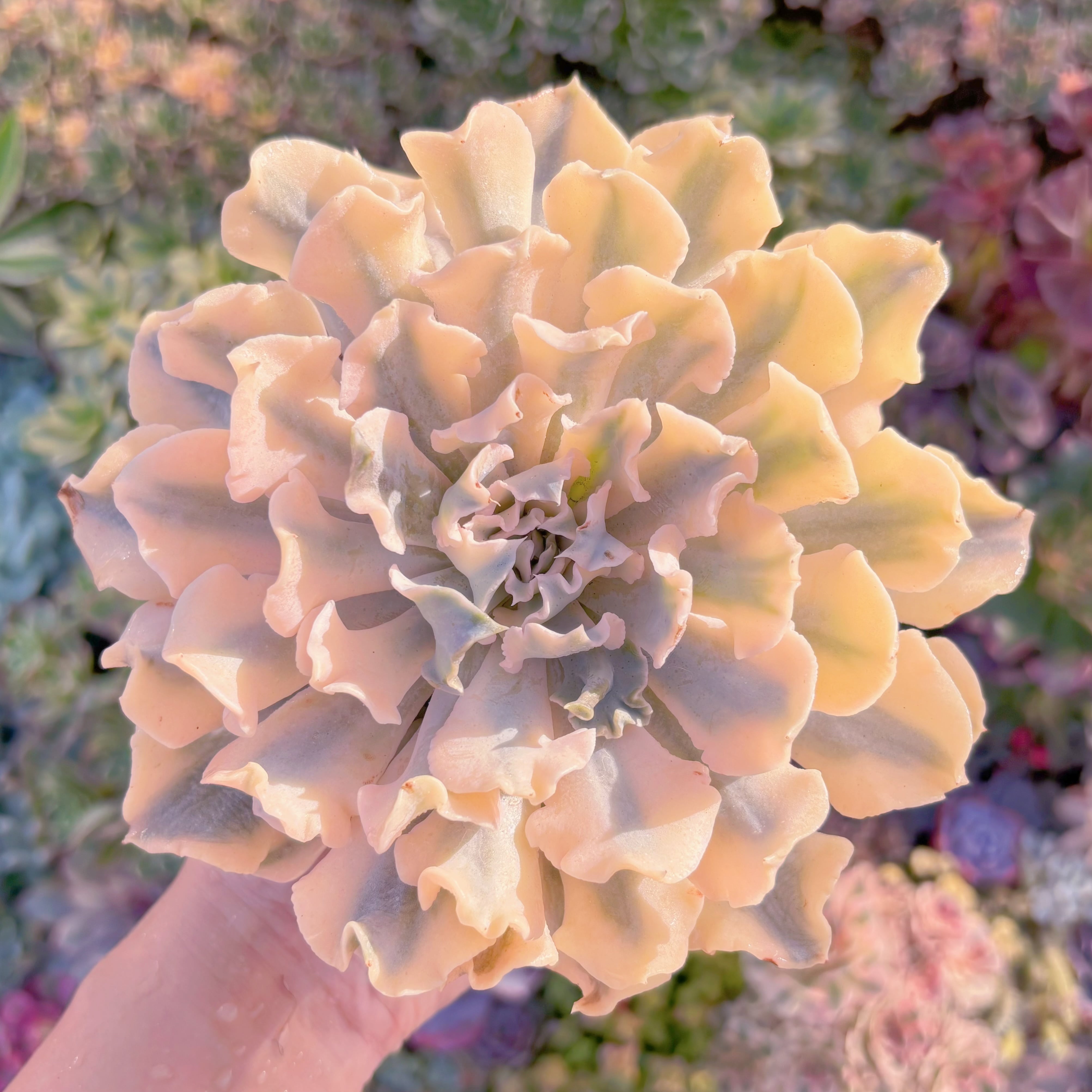 現品　シャフラン錦#A012　極上株　特大苗　在庫僅少　るる農園