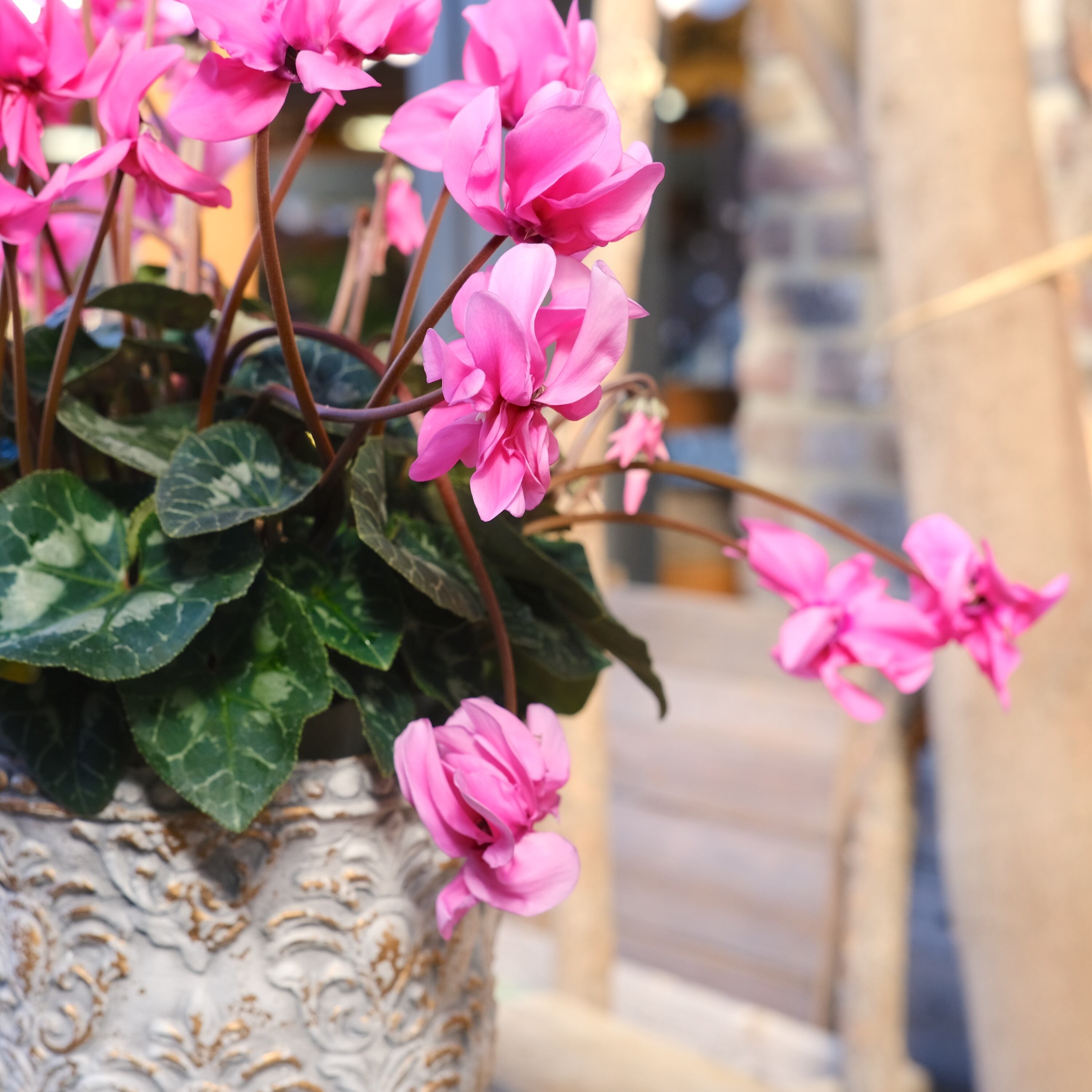 No, 18】ミニシクラメン チモシリーズ 八重《 枝垂れざき 》鉢なし