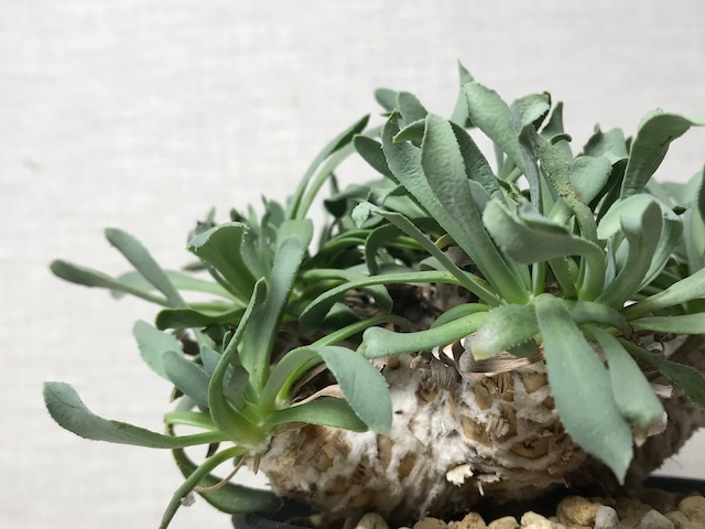 オトンナ レトロルサ