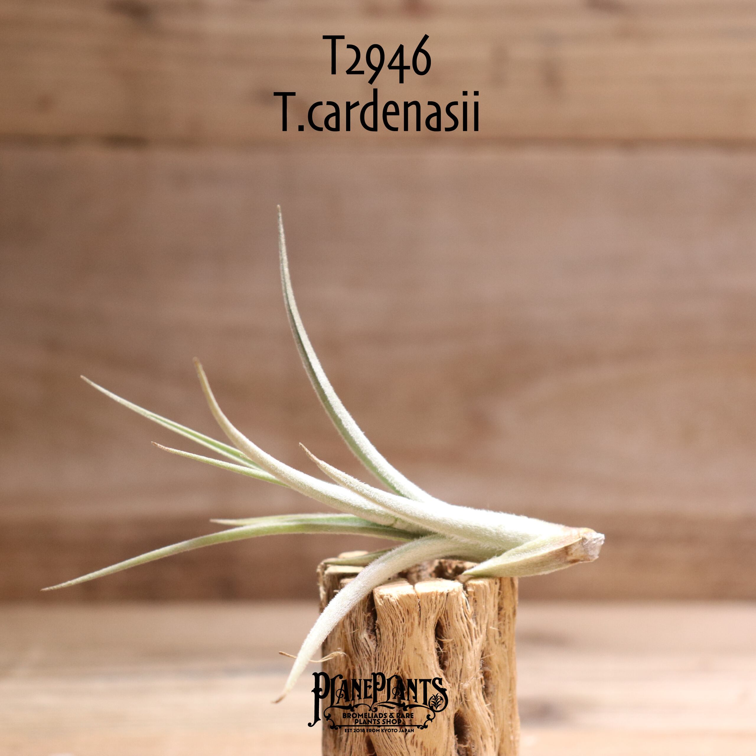 【送料無料】cardenasii〔エアプランツ〕現品発送T2946