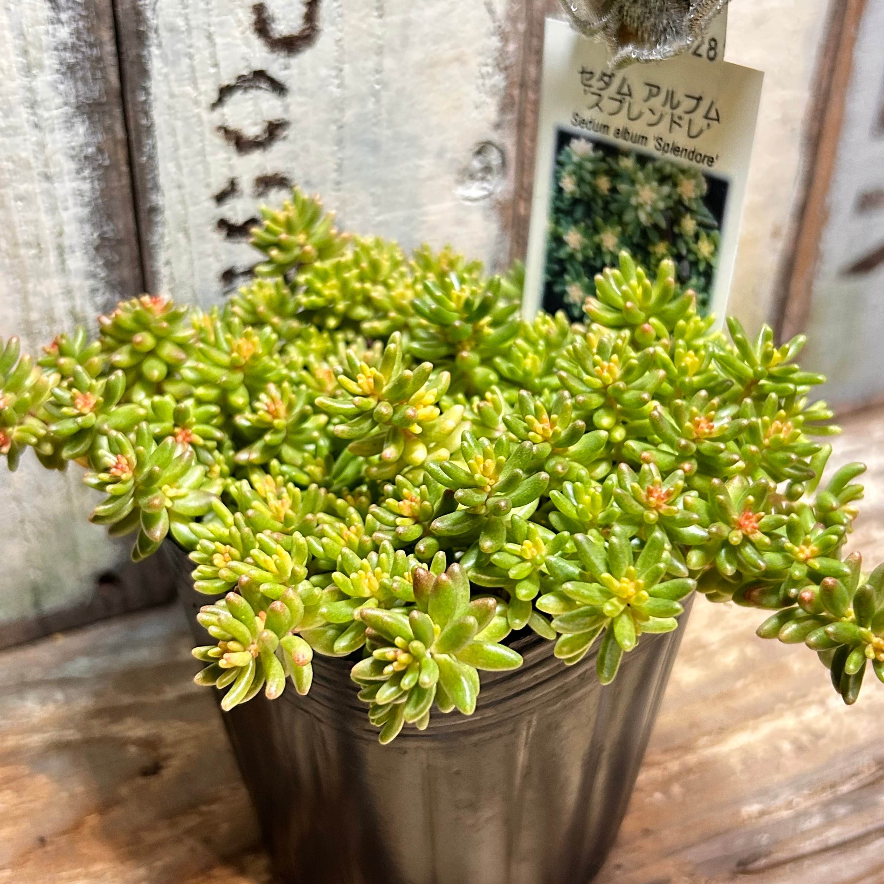 スプレンドレ セダム | RuPo 多肉植物専門店
