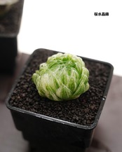 【セットC ハオルチア 5種】ハオルチア 花葵/ハオルチア 月影/ハオルチア 田島の春 他