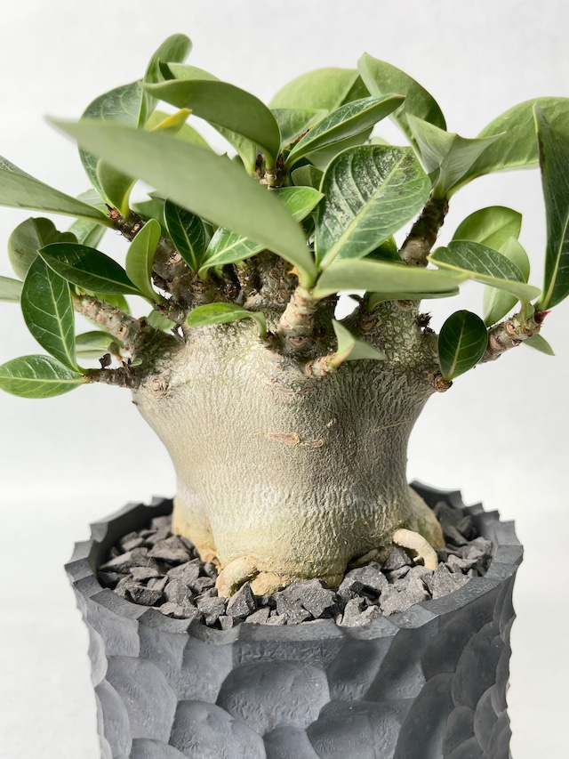 アデニウム・スーパードワーフ