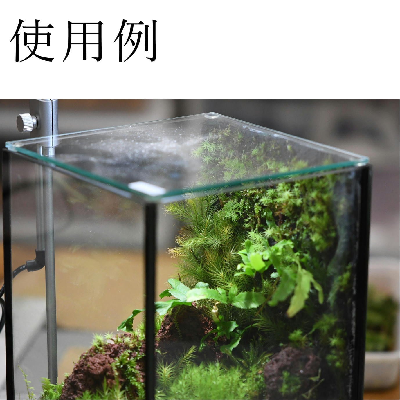 壁に生えるコケの表現に】活着君Sサイズ（30x24cm）◇植物を育てる