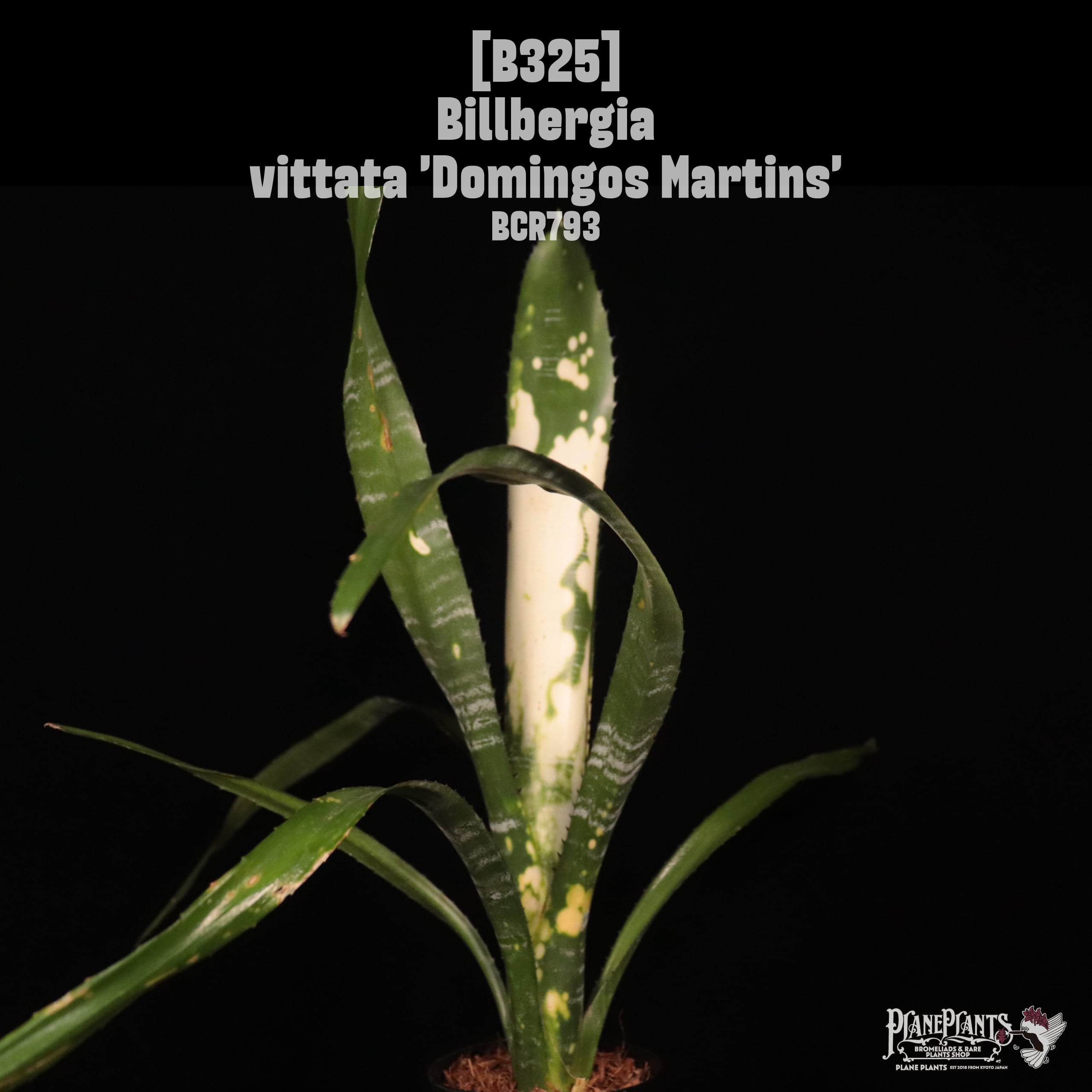 送料無料】Billbergia 'Virginia'〔ビルベルギア〕現品発送B0225
