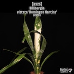 【送料無料】Billbergia vittata 'Domingos Martins'〔ビルベルギア〕現品発送B325