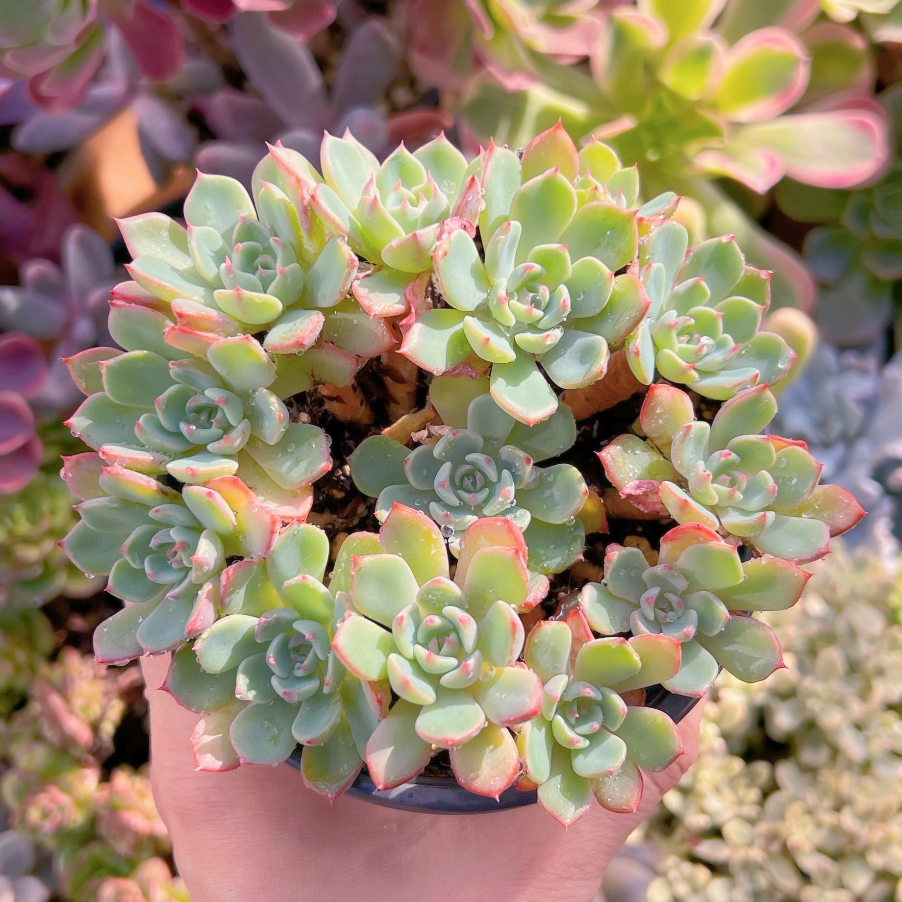 現物　七福美尼#261    古株   るる農園