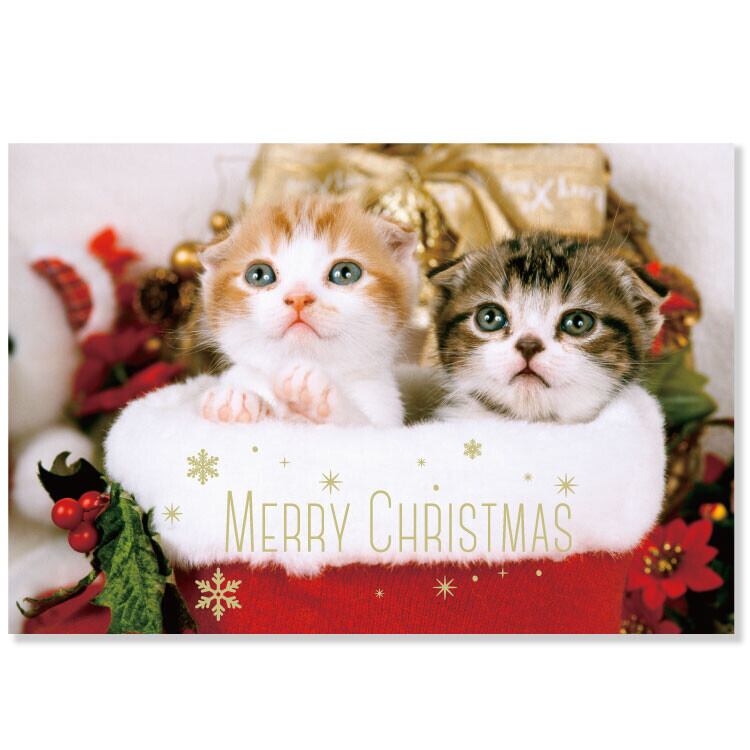 冬柄たびねこポストカード 森のイルミネーション PW-622f 星空 猫 | 猫