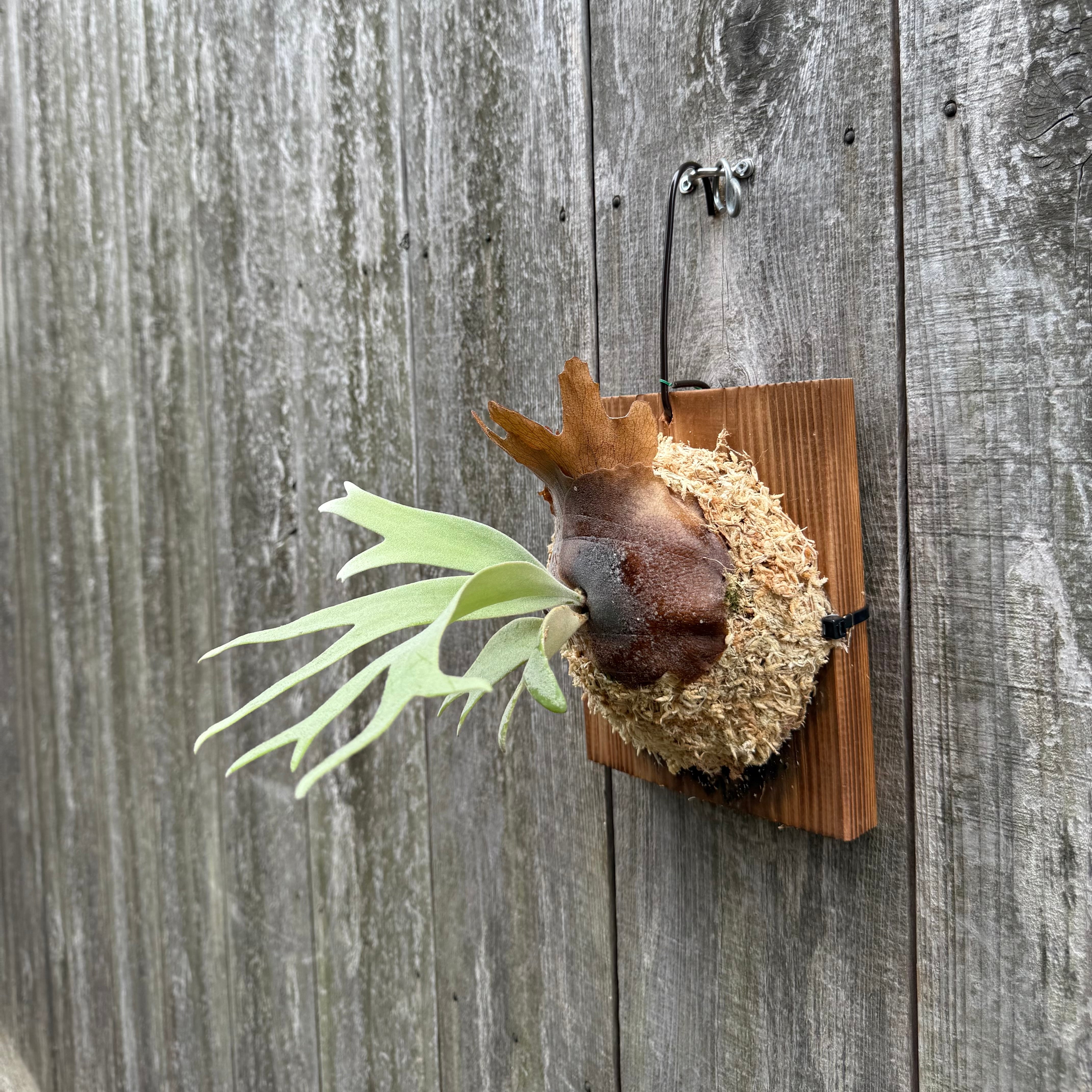 P. willinckii YAL (Mix Sporeling) | naturefix