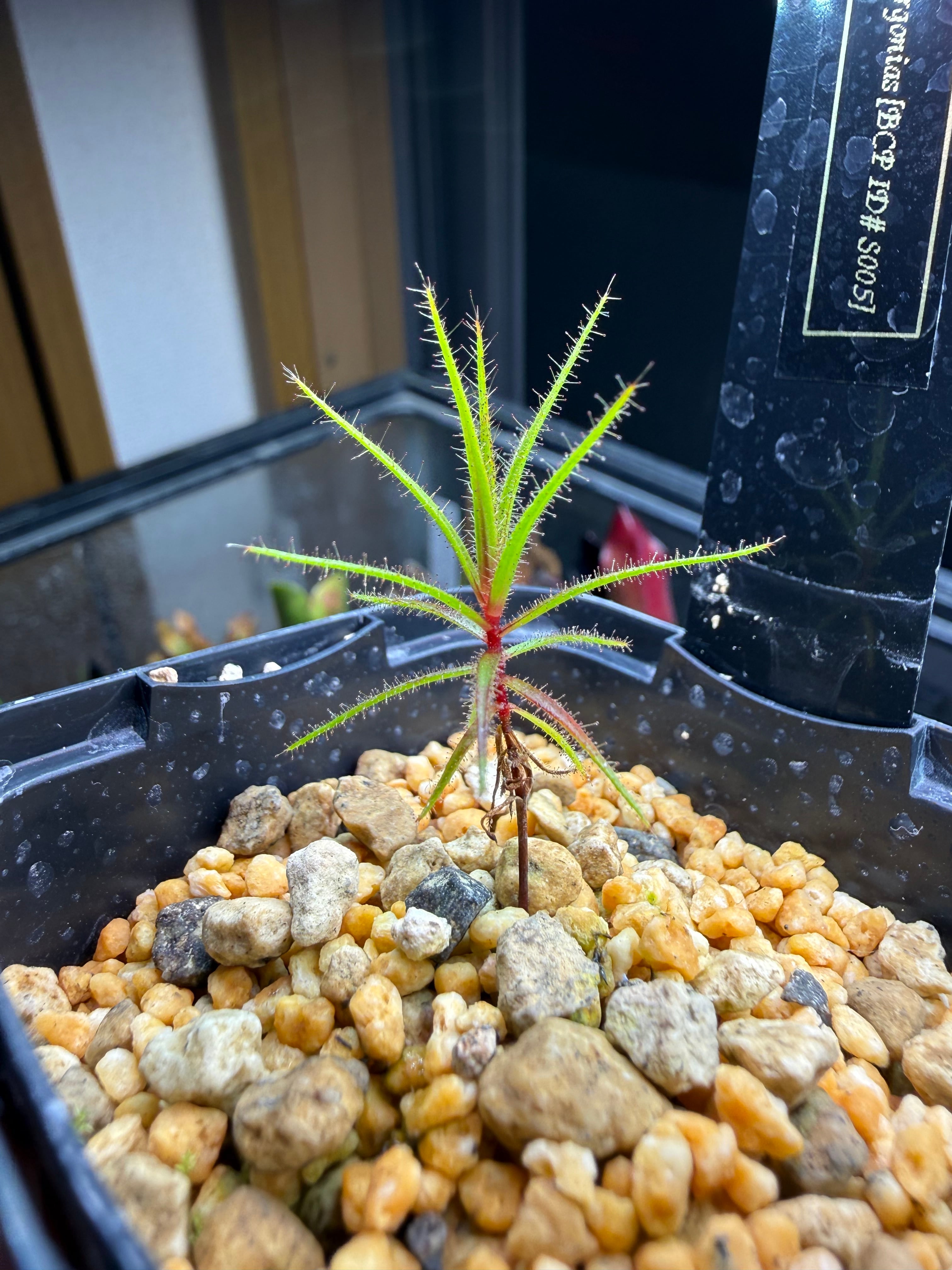 2芽 Cephalotus folicularis seedling of Hummer's Giant 06 BCP