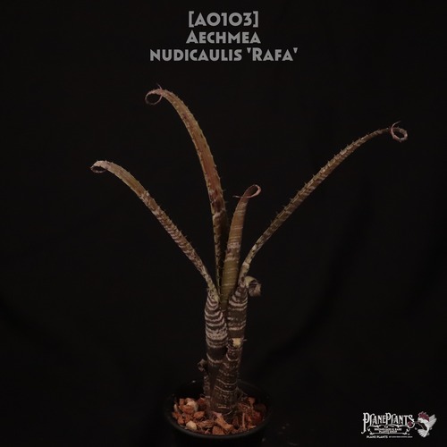 【送料無料】Aechmea nudicaulis 'Rafa'〔エクメア〕現品発送A0103