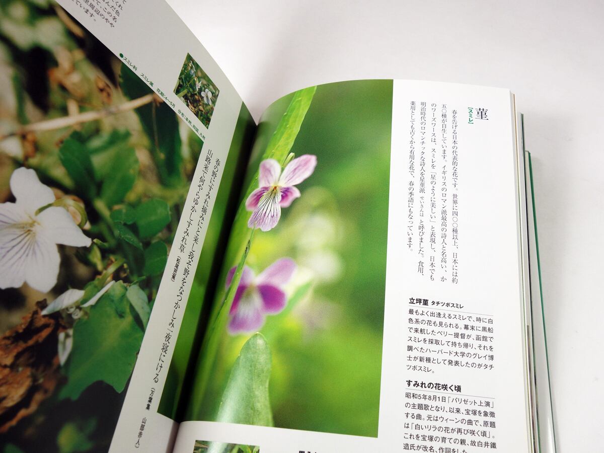 野の花（浅川トオル 写真・構成、森沢 明夫 文） | bookstore ナルダ