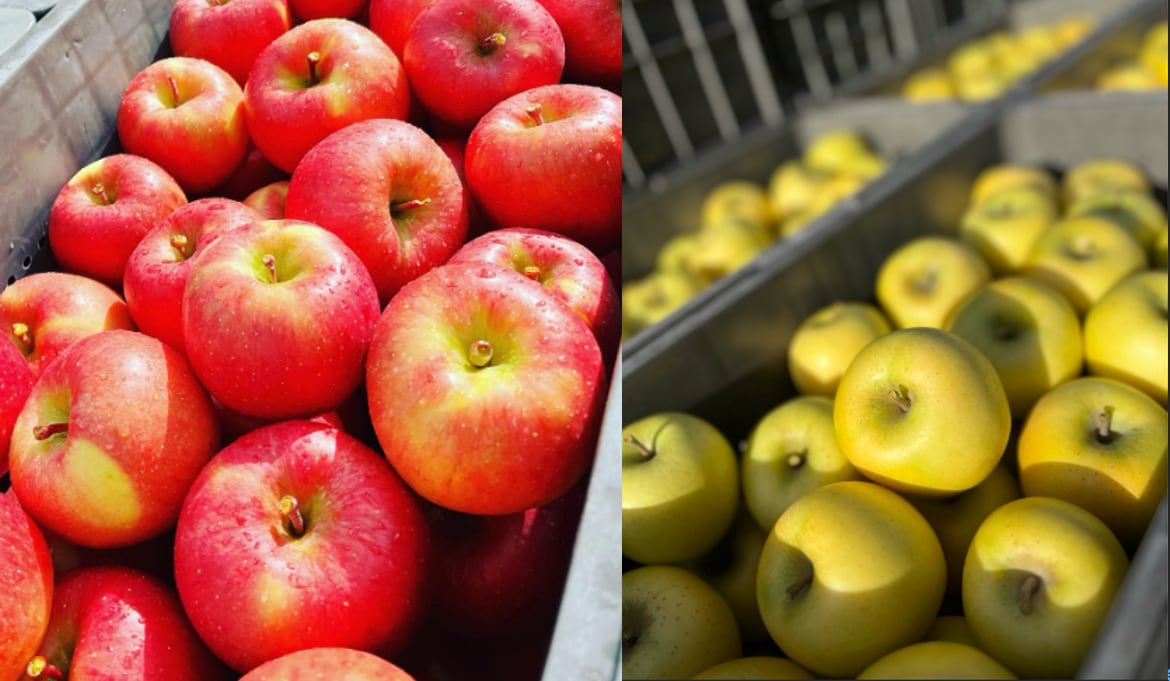 葉取らず高徳&シナノゴールド　家庭用2kg