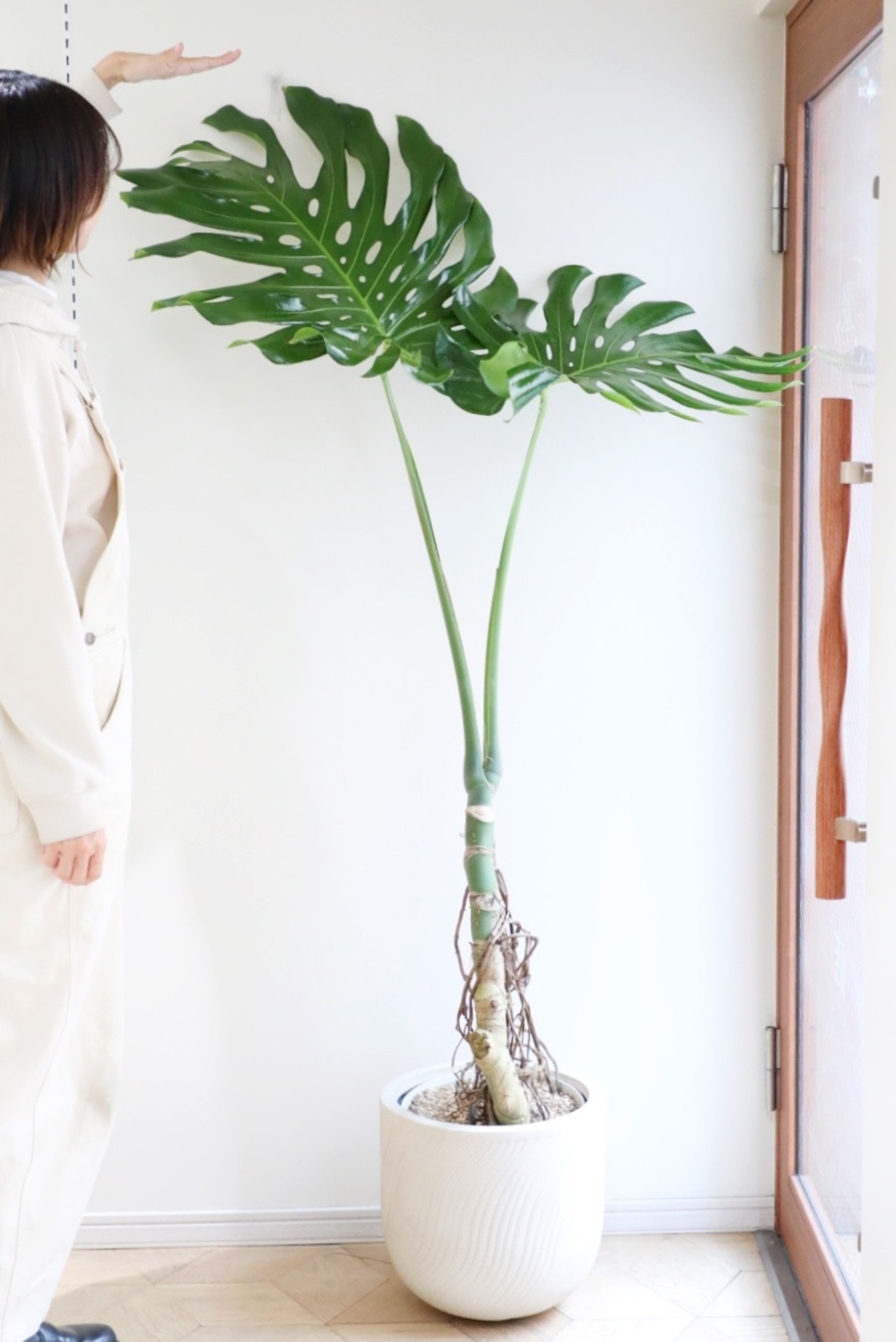 【渋谷区周辺エリア配送無料】【L/173cm】モンステラ アダンソニー※陶器鉢カバー別売