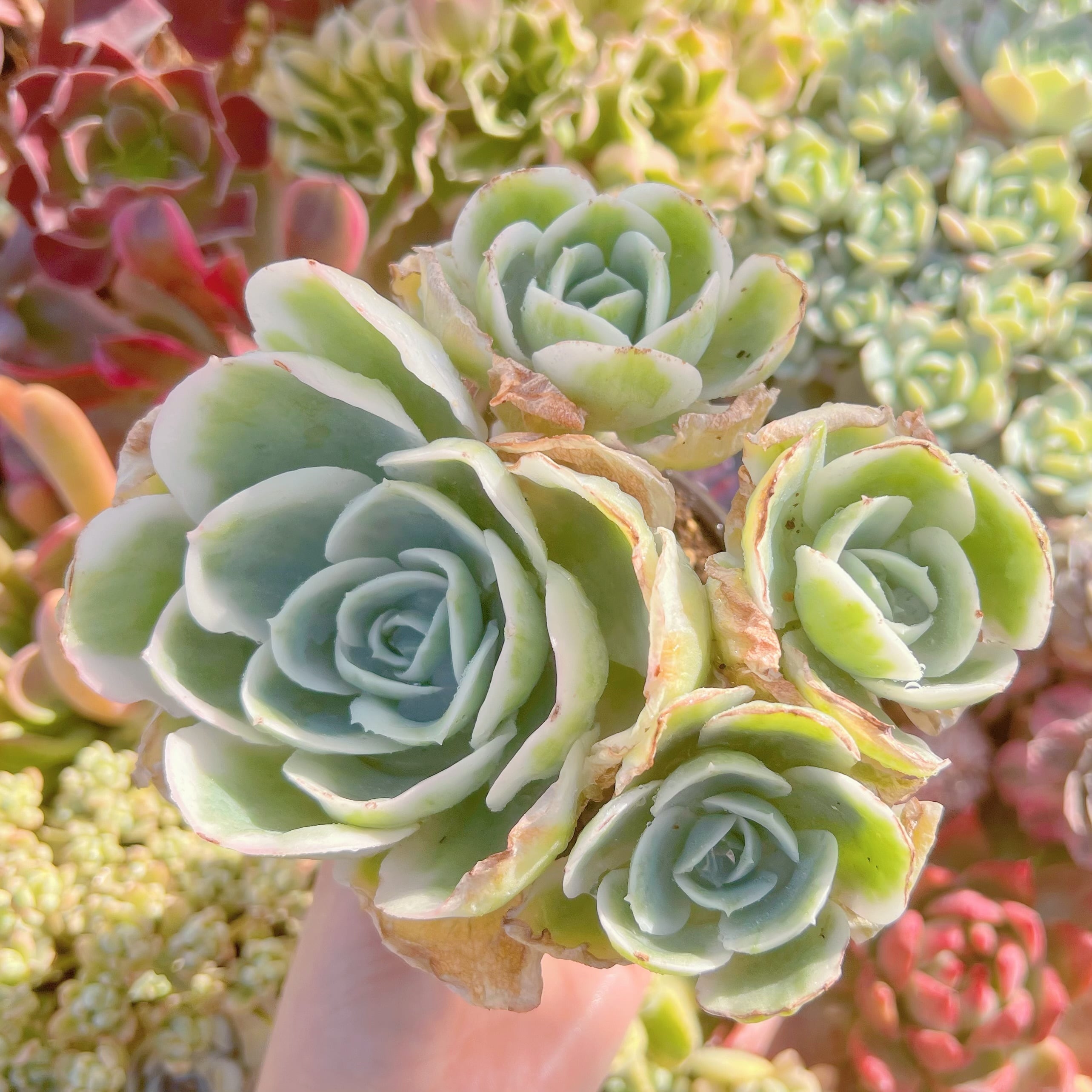 現品　レモンローズ錦#A64　大群生　新入荷　るる農園