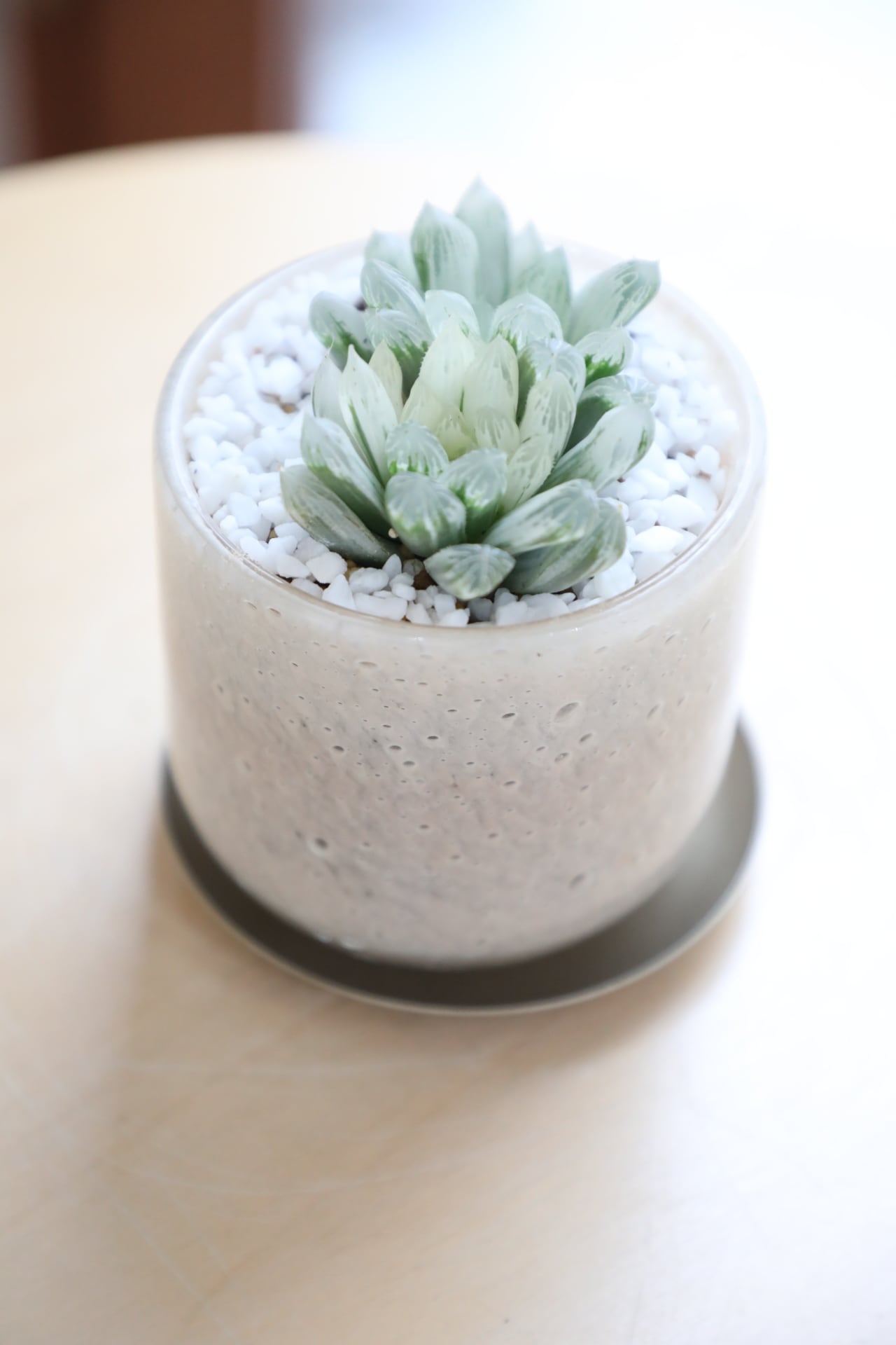 S】ハオルチア オブツーサ錦/Haworthia | 【厳選植物・器】MIDORI