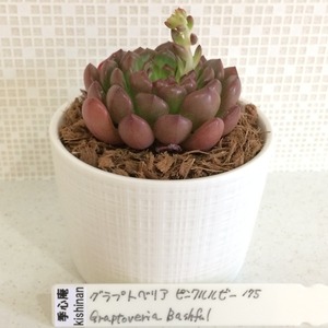 季心庵(kishinan) 多肉植物  グラプトベリア ピンクルルビー Graptoveria 'Bashful' 韓国苗 きしんあん 175