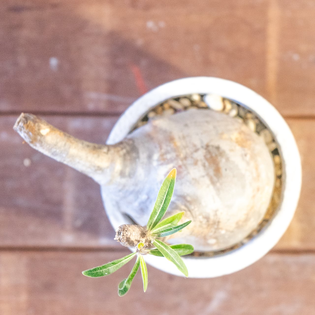 【胴回り32.5cm/発根済】パキポディウム グラキリス 圧倒的な存在感 モルタル鉢仕立て 本物志向のインテリアグリーン おしゃれ／虫の発生防止