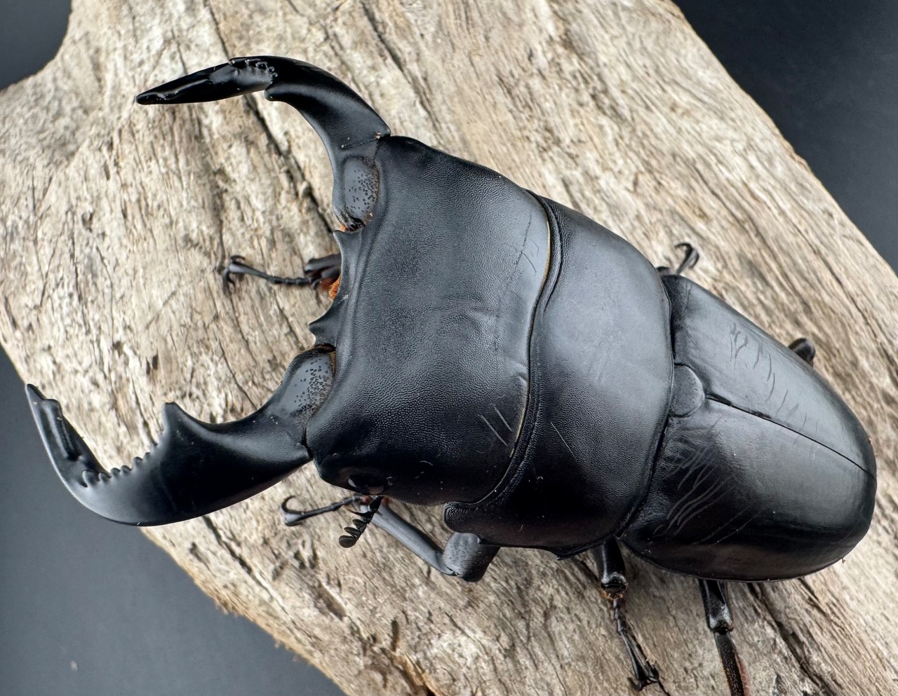 【WD】《ダイオウヒラタ 東ジャワ産 84.5mm ペア》