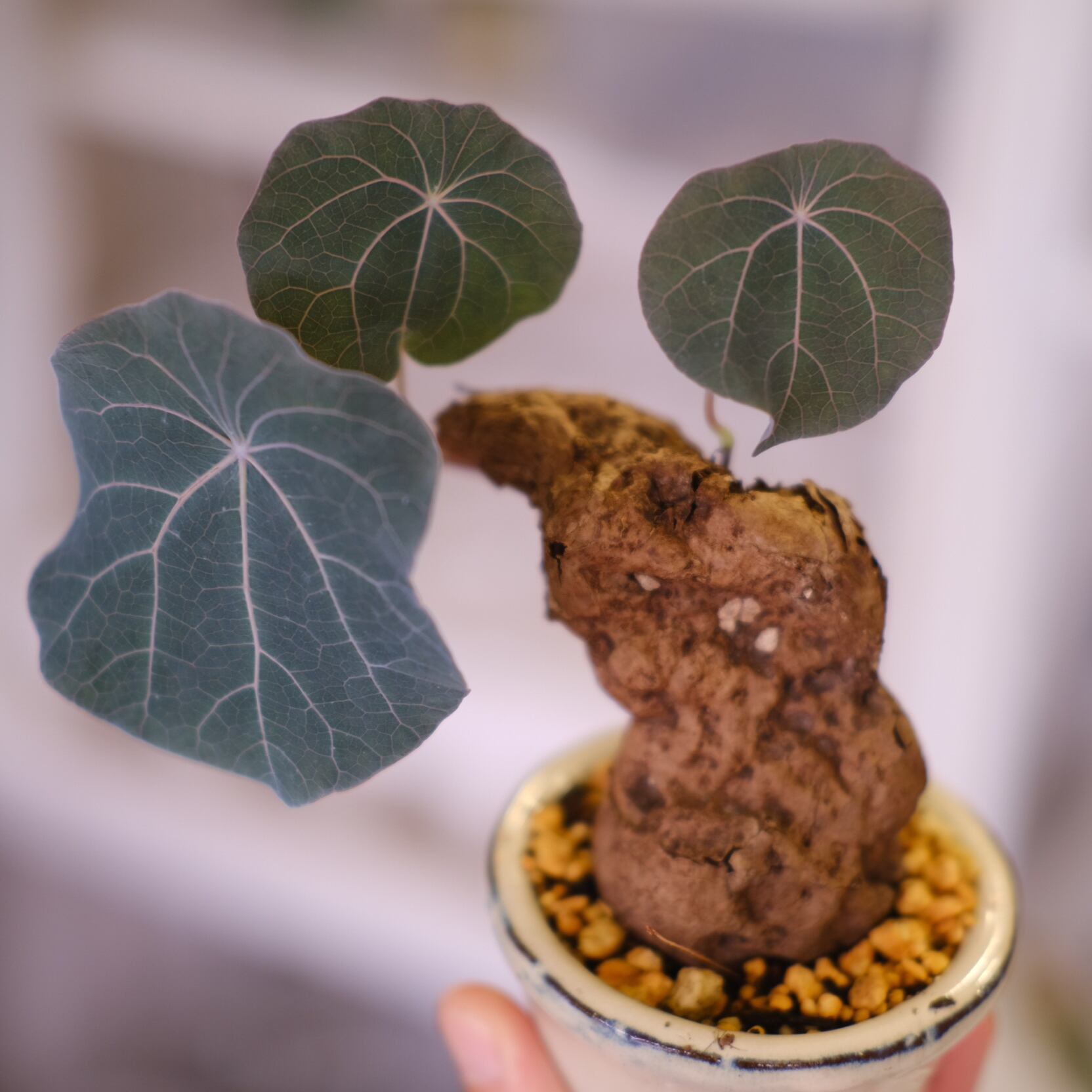 Stephania kaweesakii│ステファニア カウィーサキー②│観葉植物