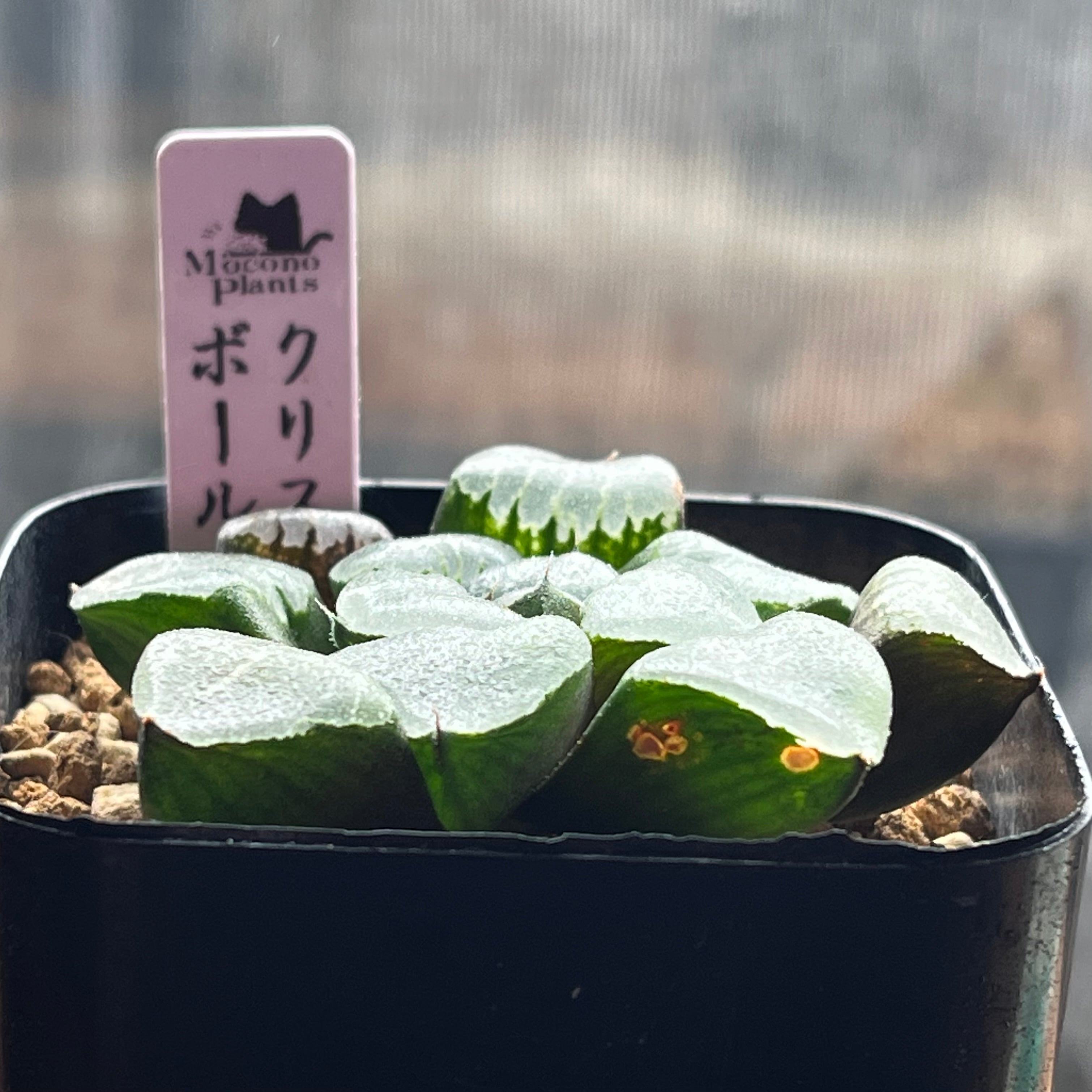 ハオルチア クリスタルボール | mocono_plants