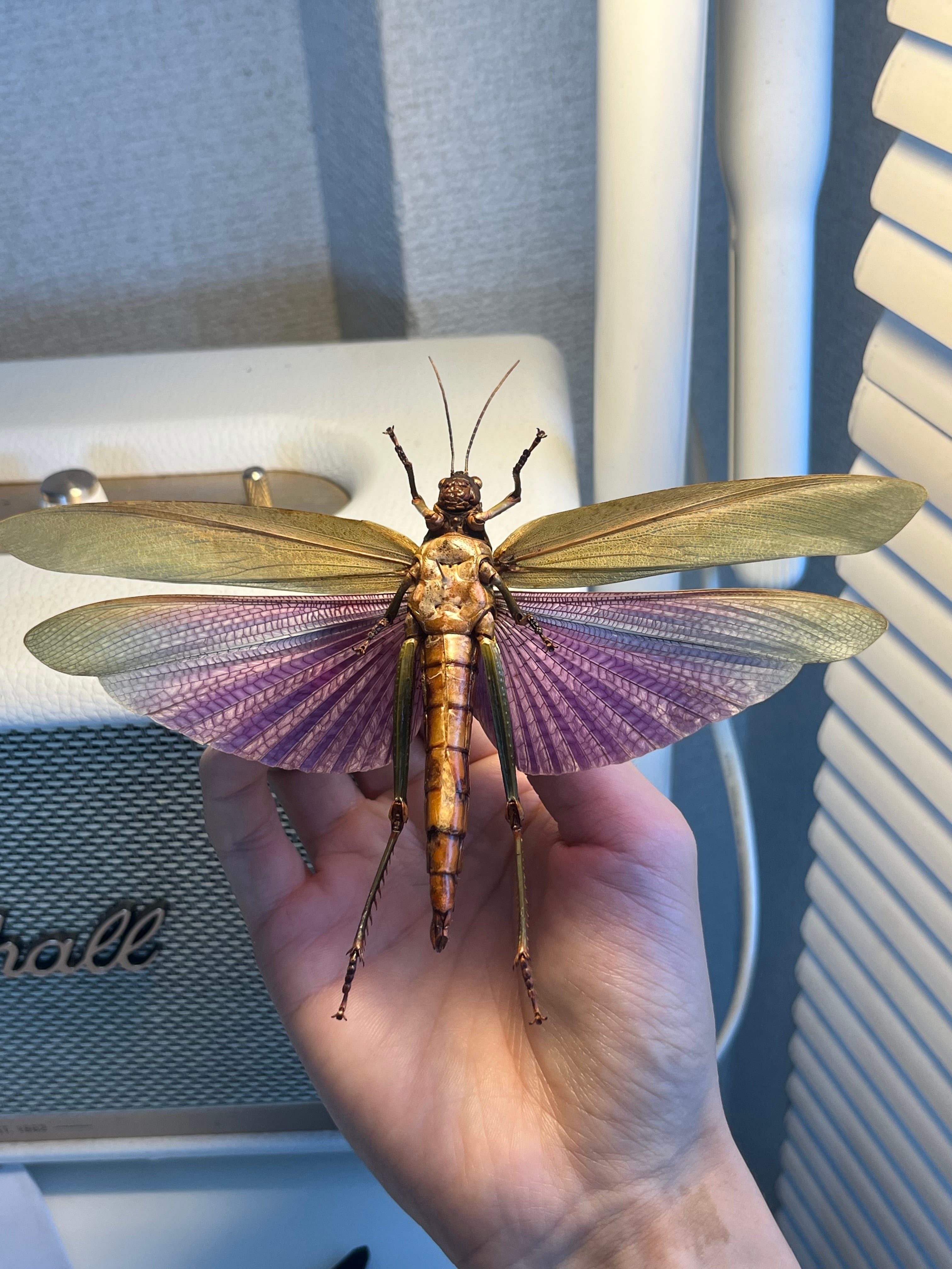 【飛蝗最大級】シタムラサキオオバッタ 昆虫標本 直翅類 カマキリ マンティス 飛蝗最大級】シタムラサキオオバッタ 昆虫標本 直翅類 カマキリ