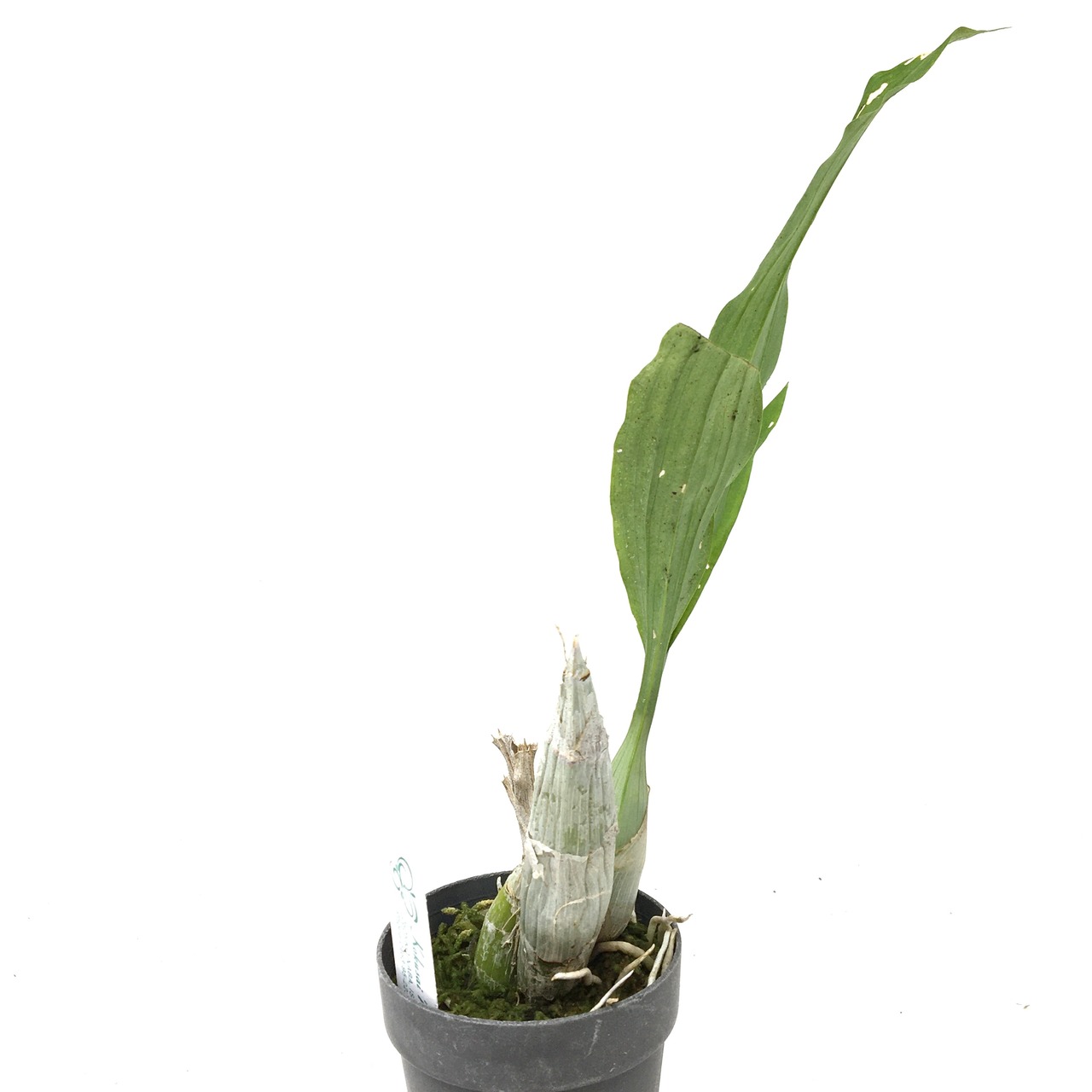 カタセタム　ピレアタム　アルバム【21】