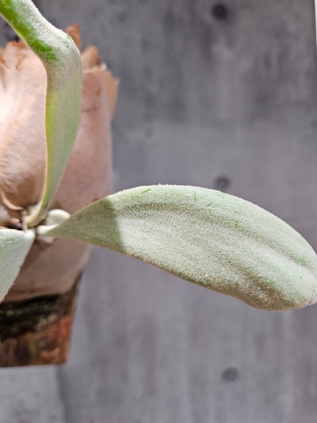 P.Willinckii Indonesia BG7 【artPLANTs/PLANTS GARAGE】ビカクシダ/Platycerium