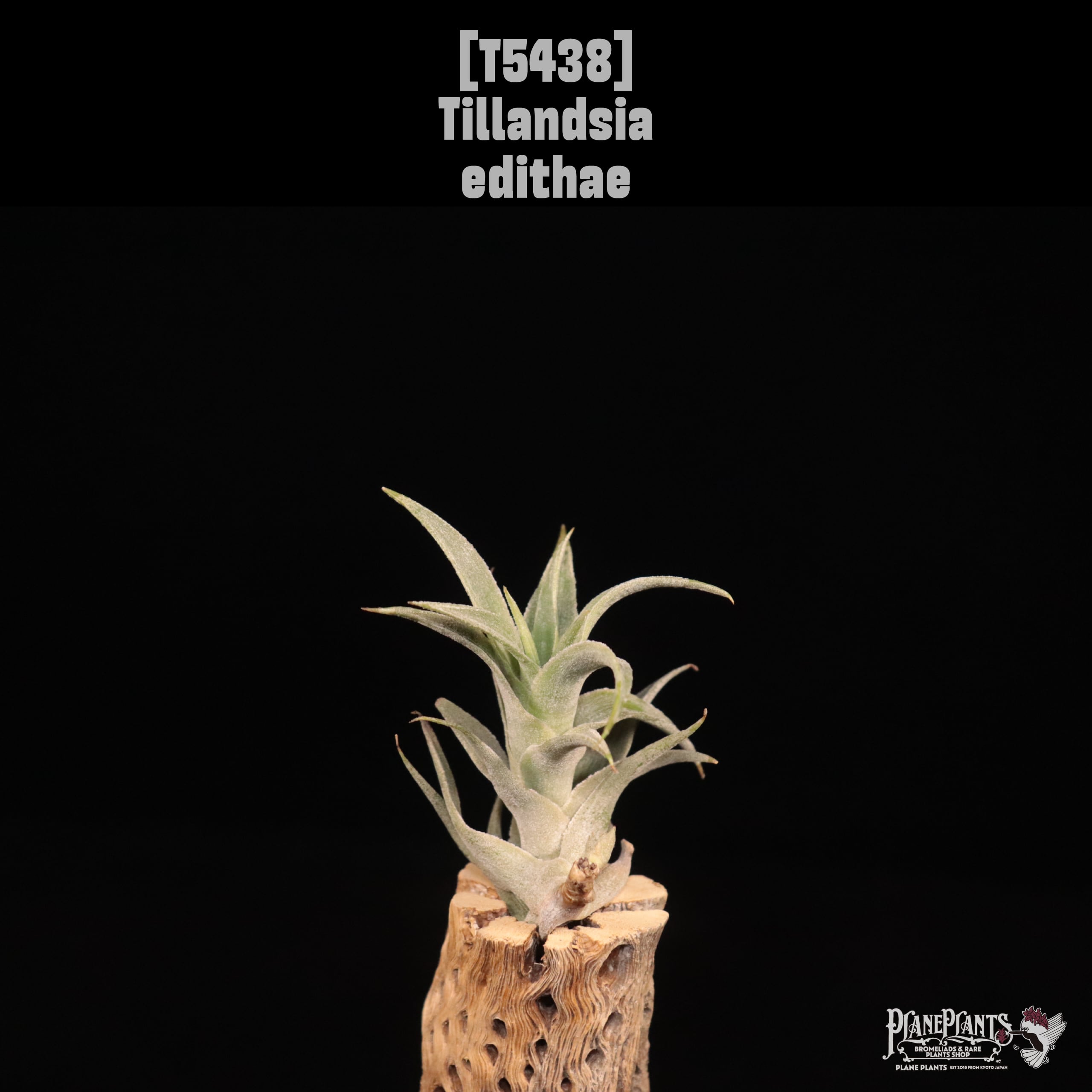 D E F | plane plants