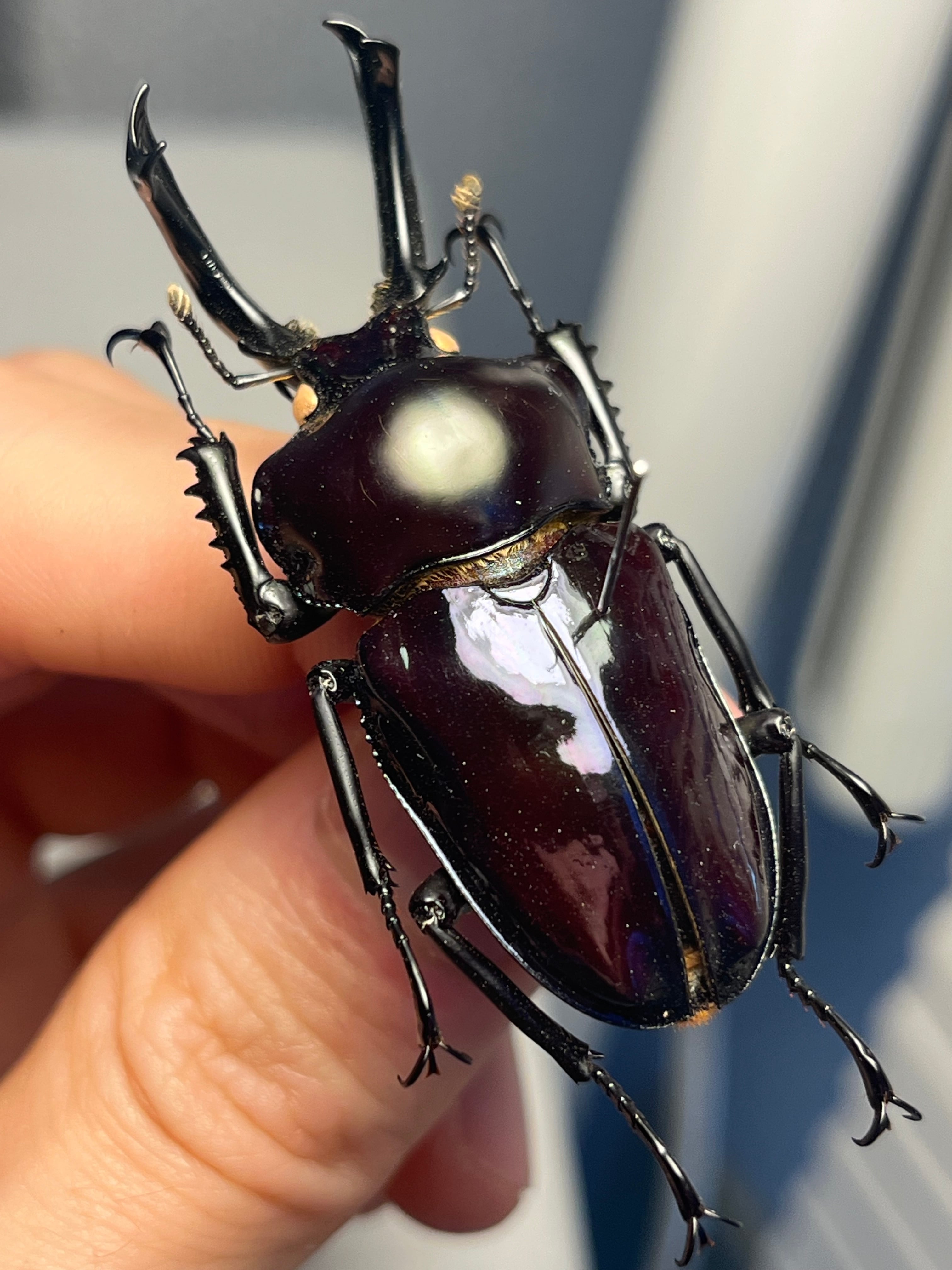 150mm】タイタンオオウスバカミキリ カブトムシクワガタハナムグリ