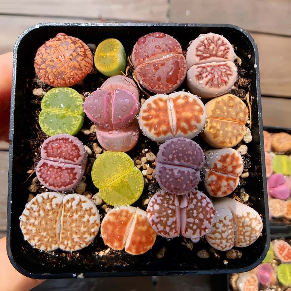 農園直売 多肉植物 寄せ植え エケベリア属 優選原種エボニー（超美苗