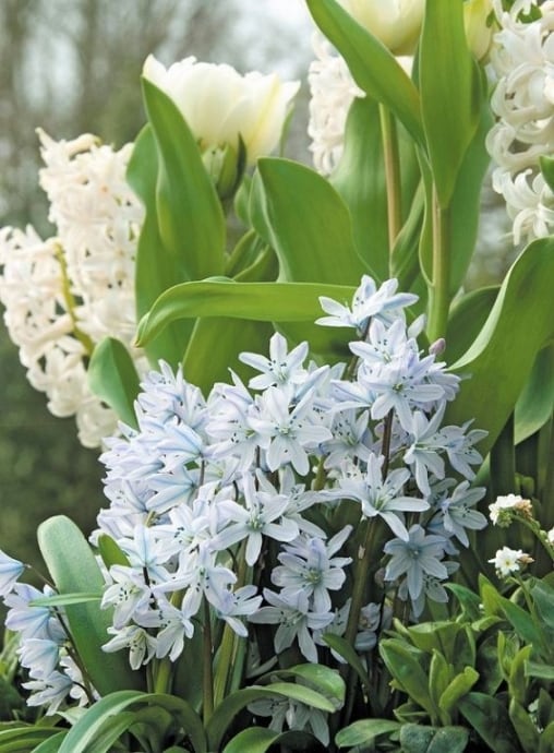 球根 バラエティーガーデン シラー 【ミスクトスケンコアナ】an