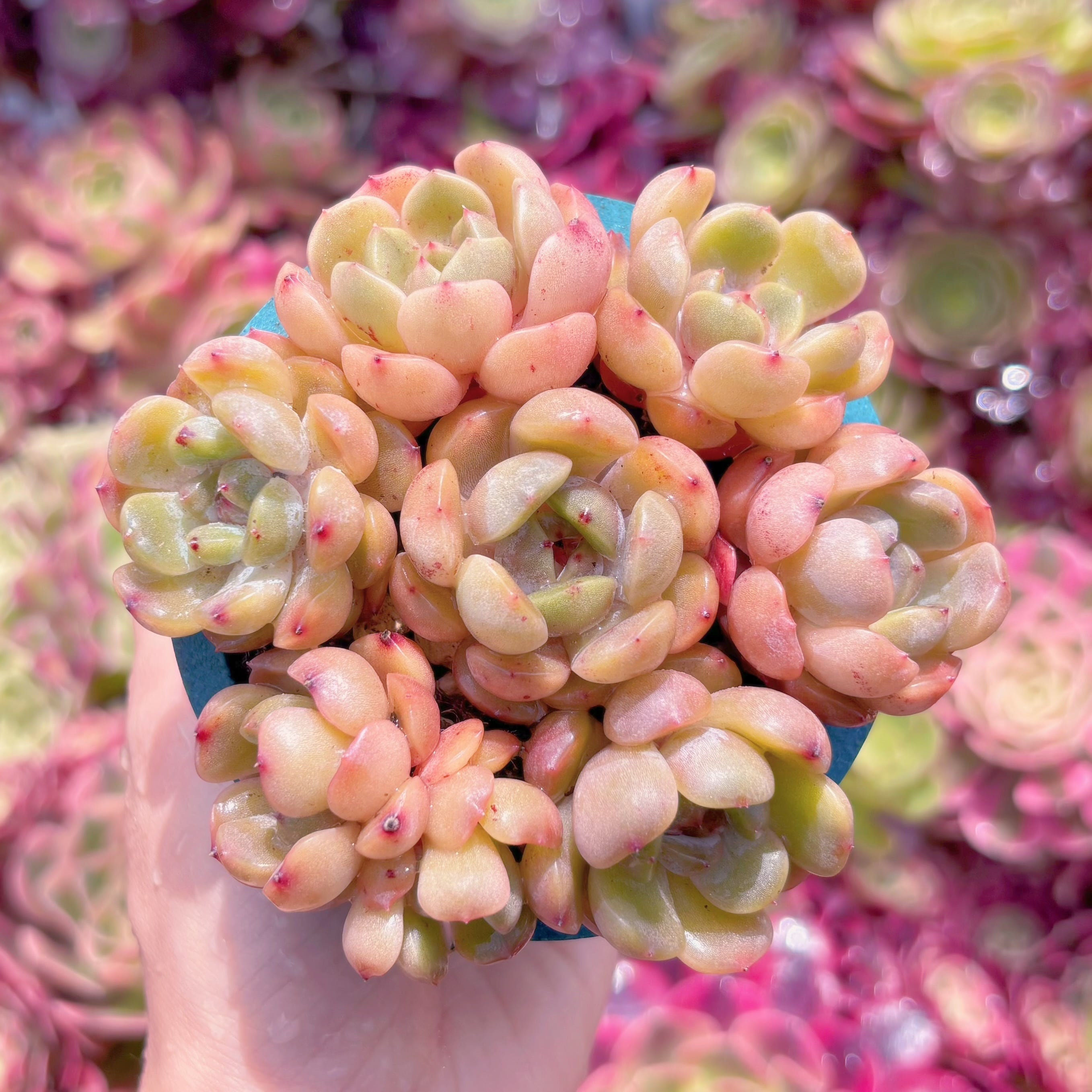 多肉植物 レッドラバー(7苗) 新入荷 るる農園 | るる農園~多肉植物専門