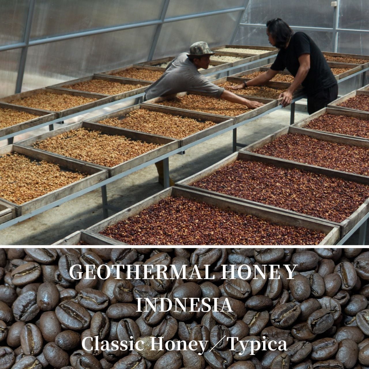 【ブラックペッパーを感じる中煎り】ジオサーマルハニー精製　インドネシア　豆または粉／100ｇ〜