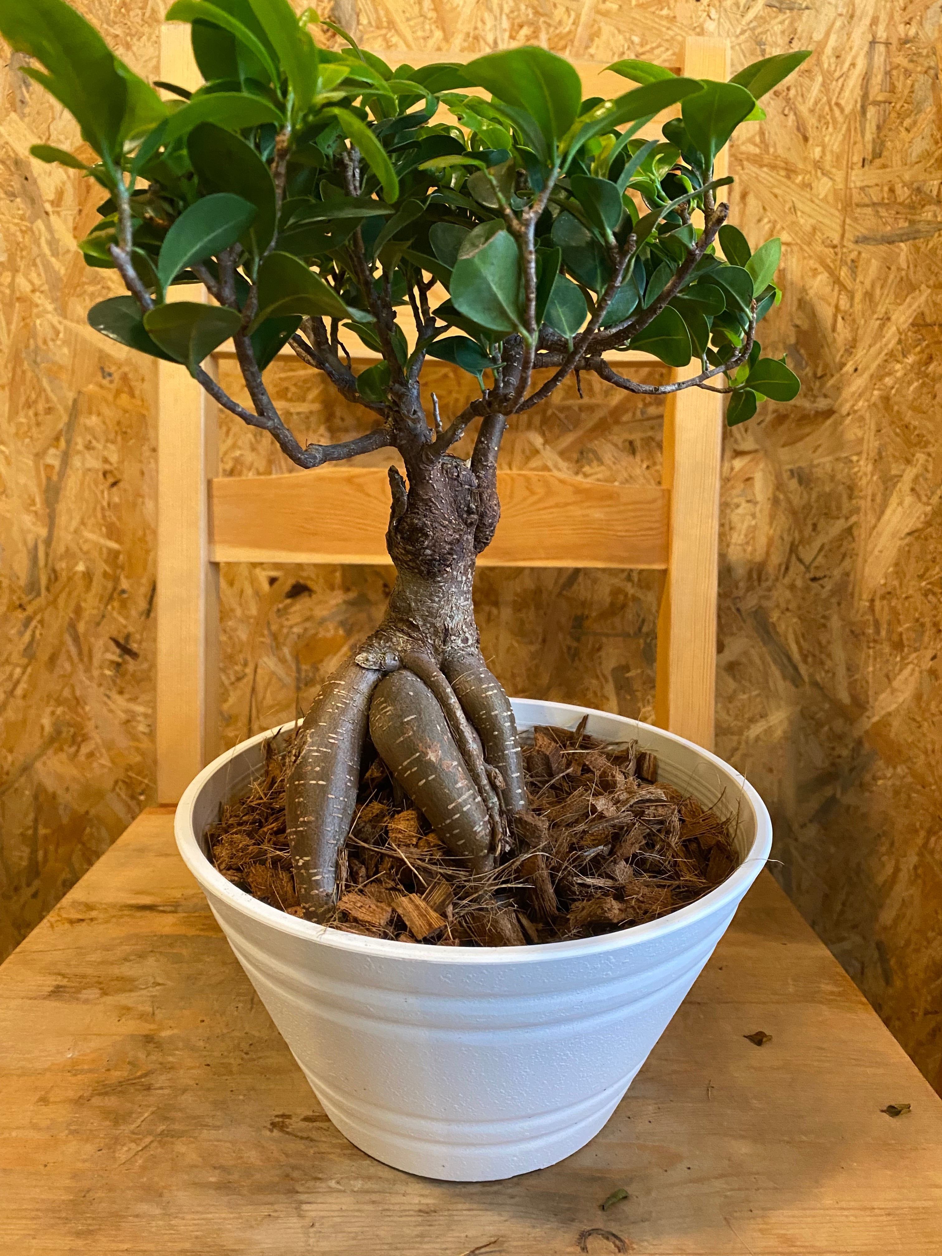 ガジュマル H40cm W25cm 口径約20cm | Garden Varejo