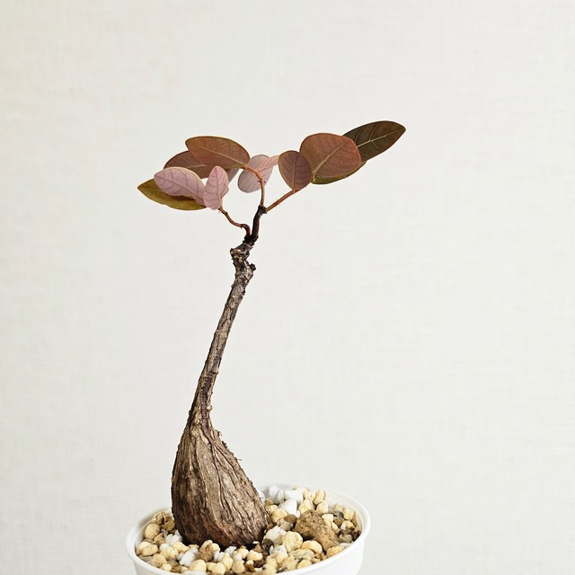 23 ♡ミニ株♡〚フィランサス・ミラビリス〛Phyllanthus Mirabilis 塊根植物 コーデックス ポット発送