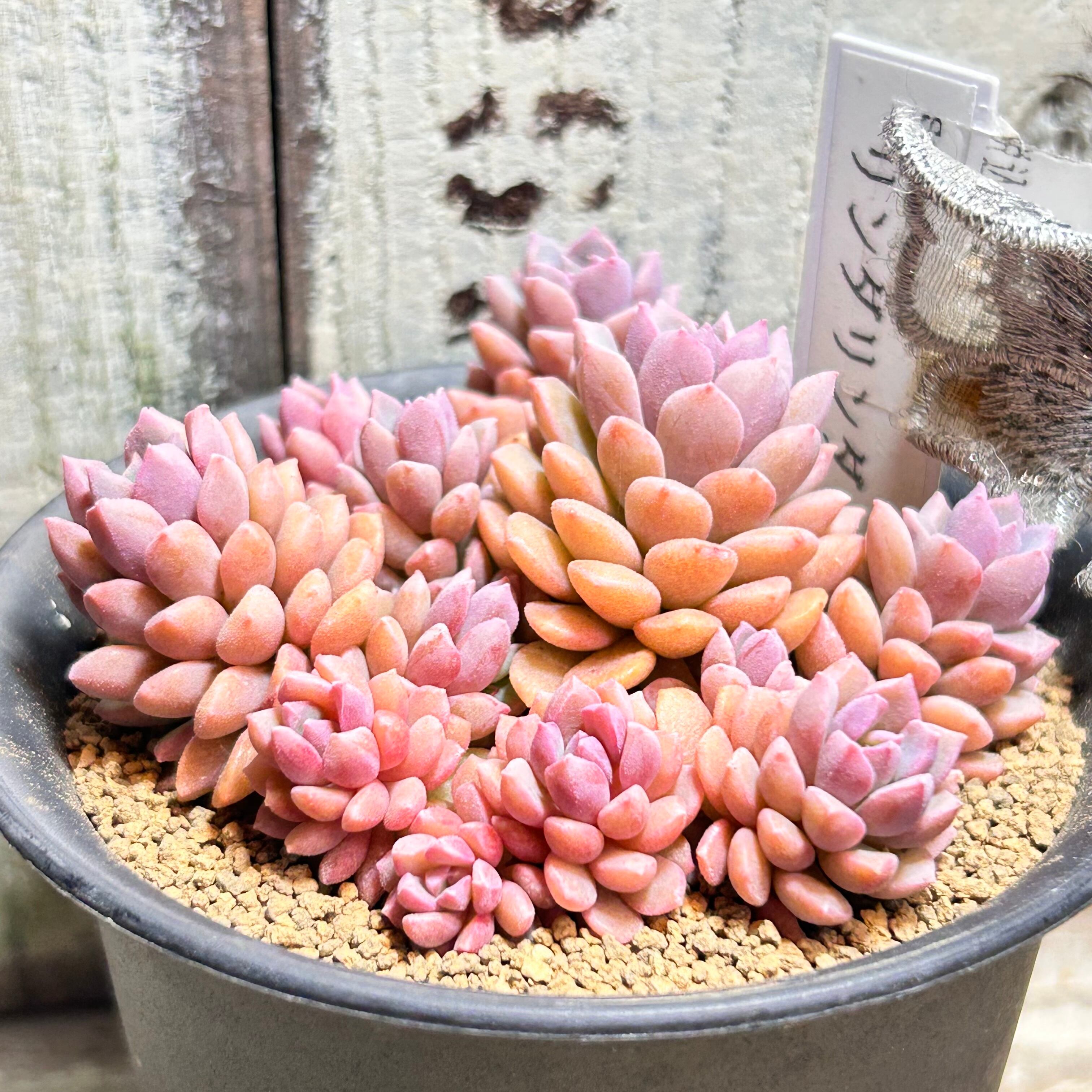 リンダリンダ | RuPo 多肉植物専門店