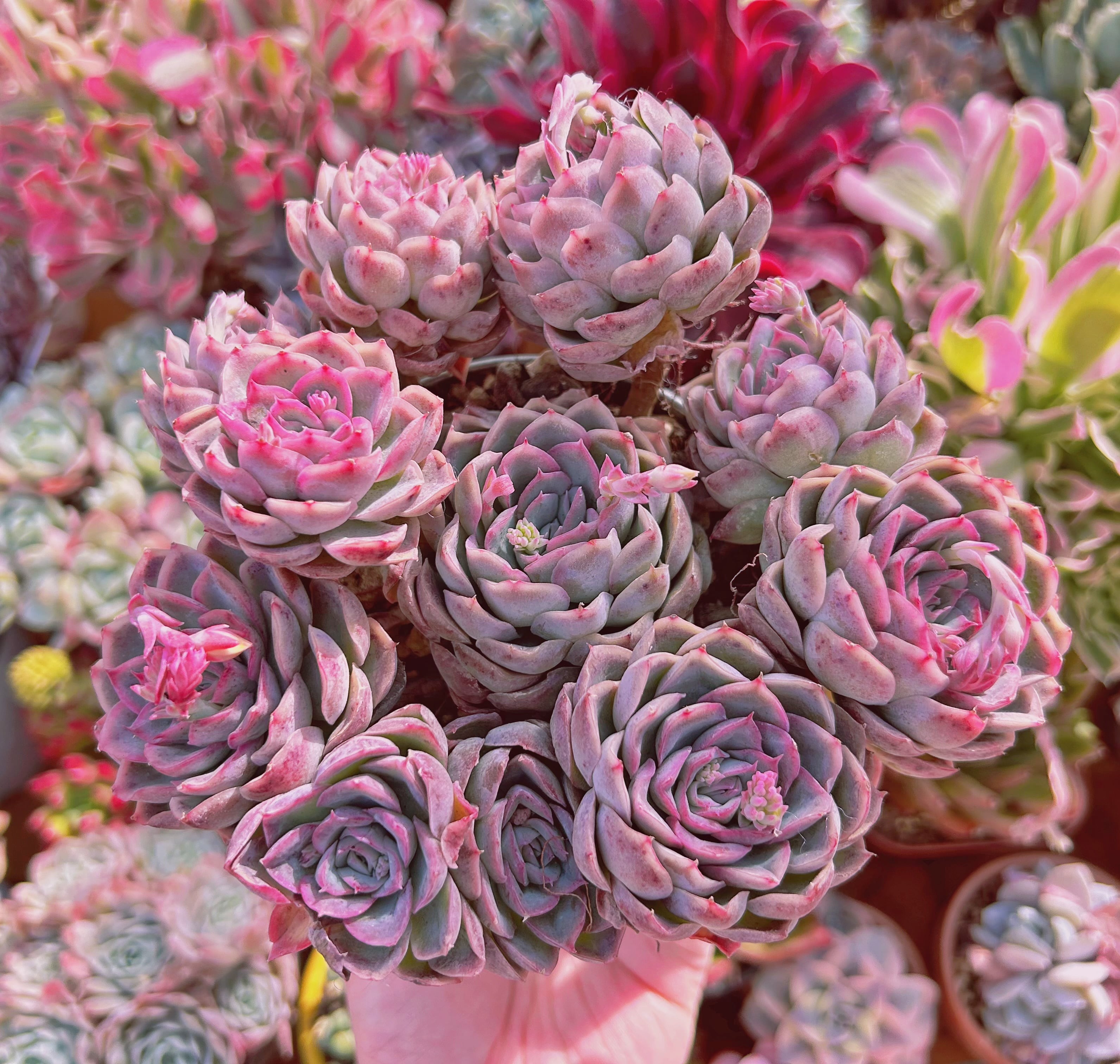 #743現物　多肉植物　ジョウスリン　特大　