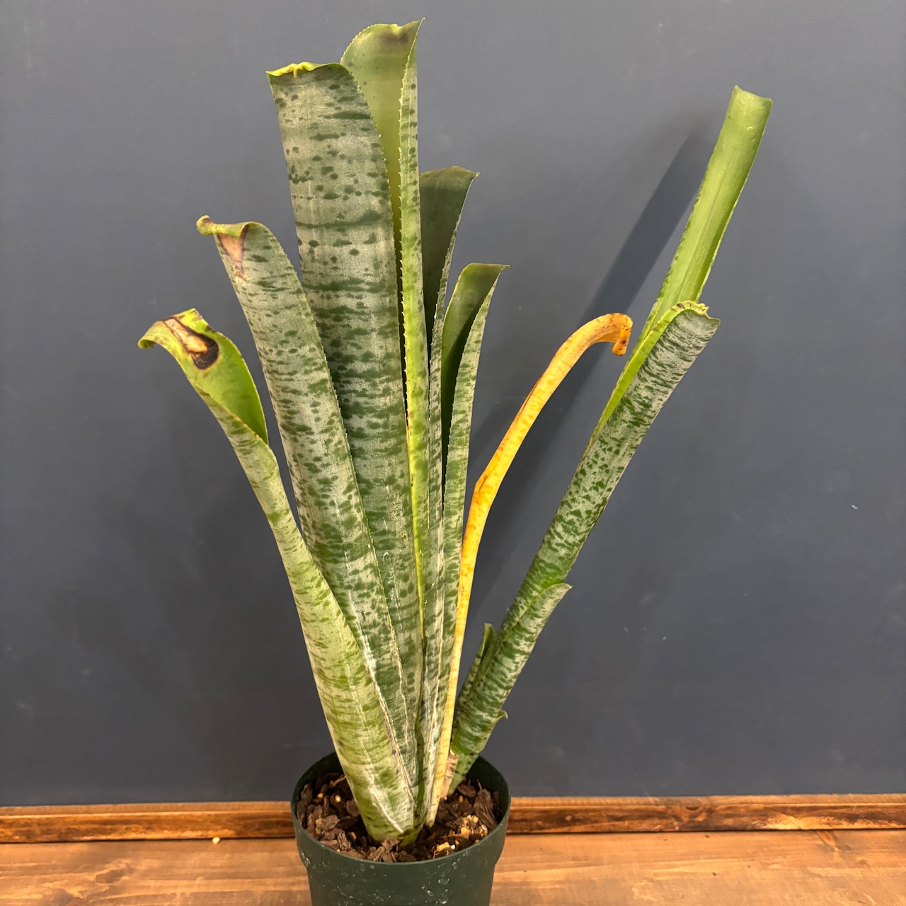 ケスネリア マルモラータ【680】