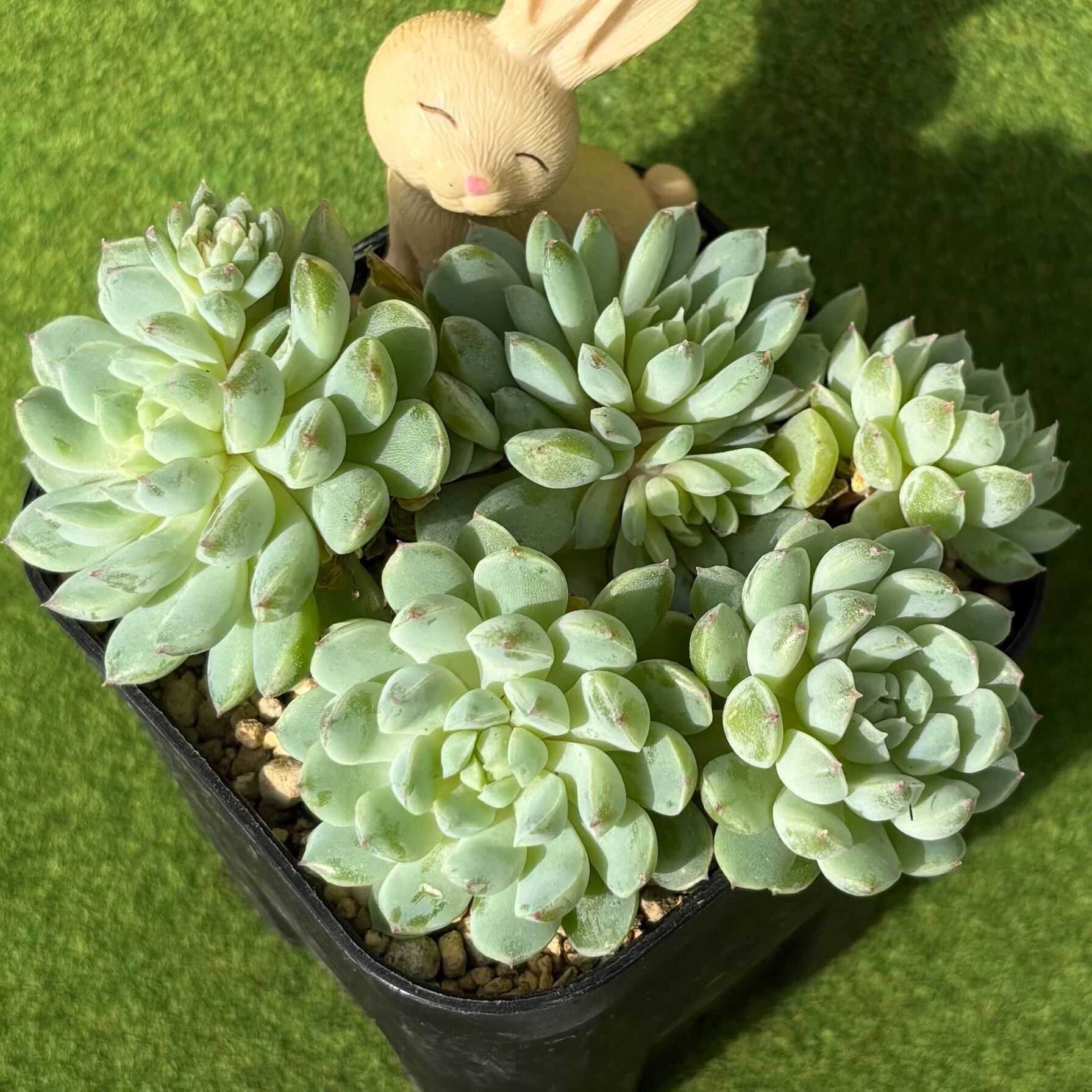 七福神錦 | 多肉植物 豆彦商店